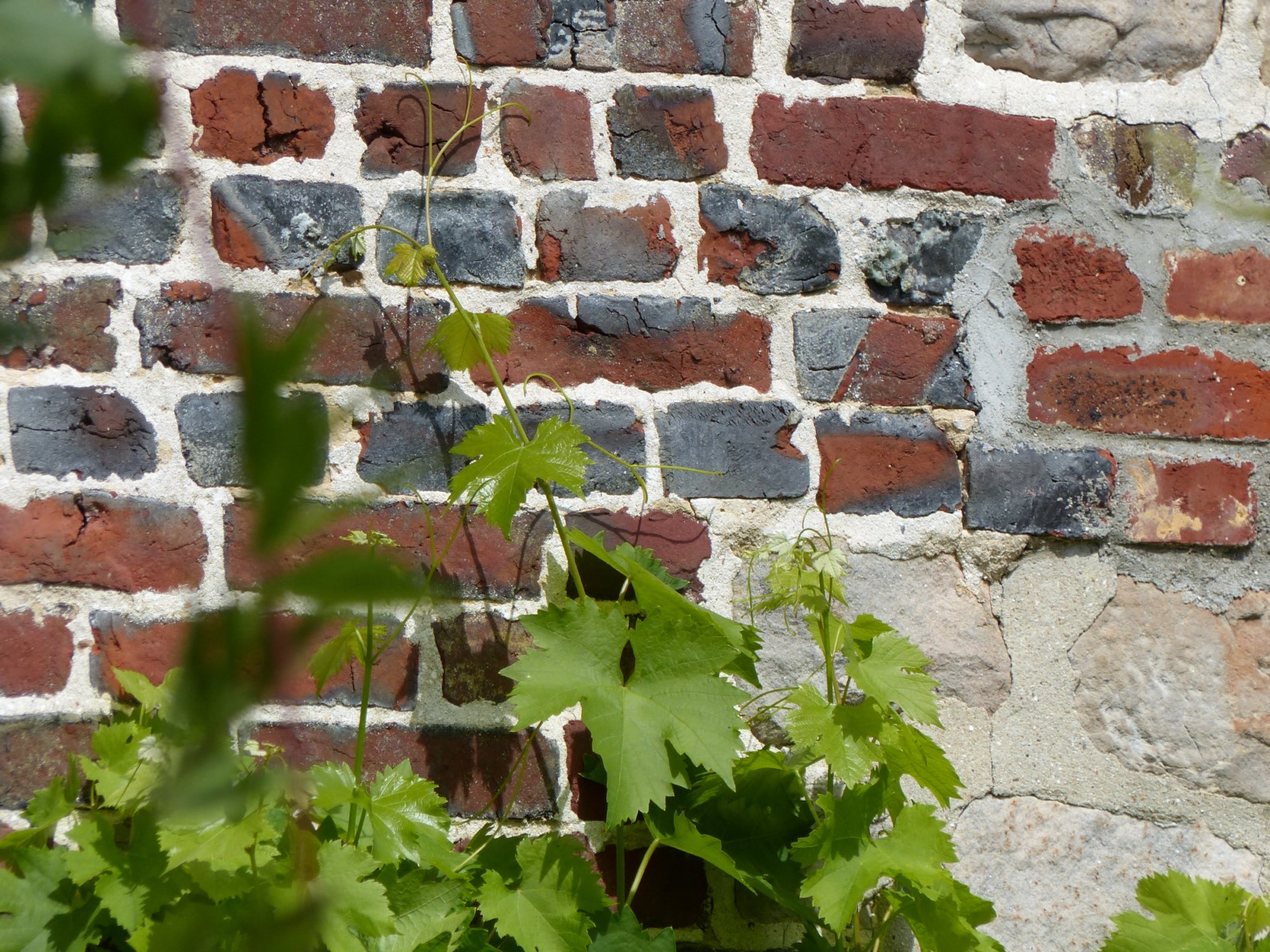 Mur en briques et grès d'anciennes écuries aménagées en maison confortable proche de la mer