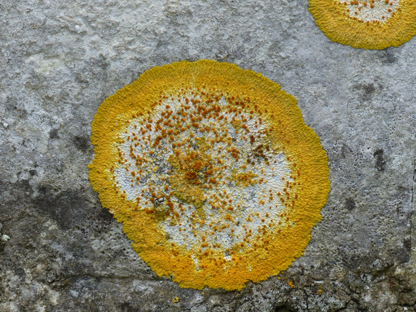 Lichen sur pierre d'un manoir à vendre proche Yvetot