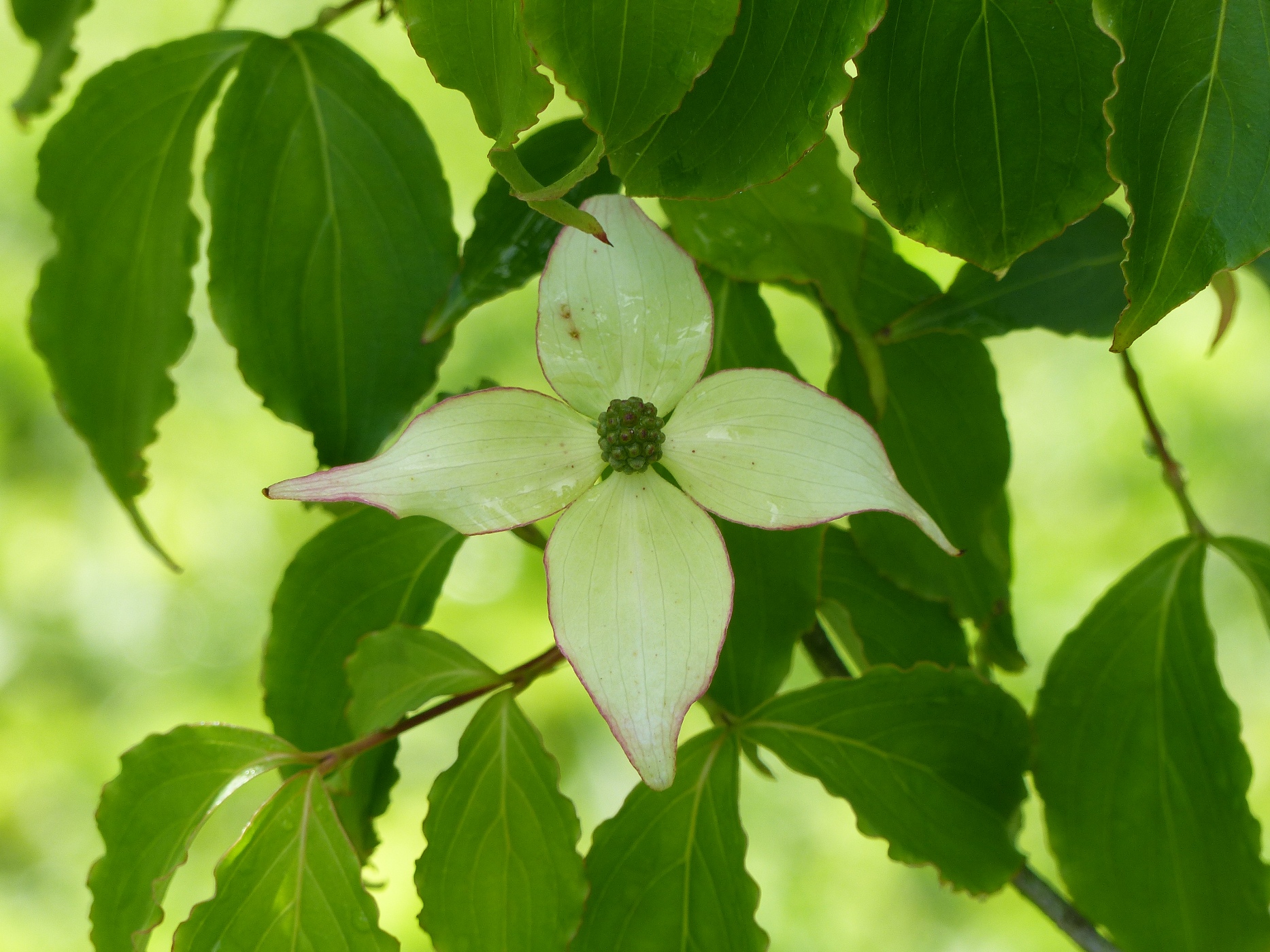 CORNUS DANS UN JARDIN D'UNE MAISON A VENDRE EN NORMANDIE