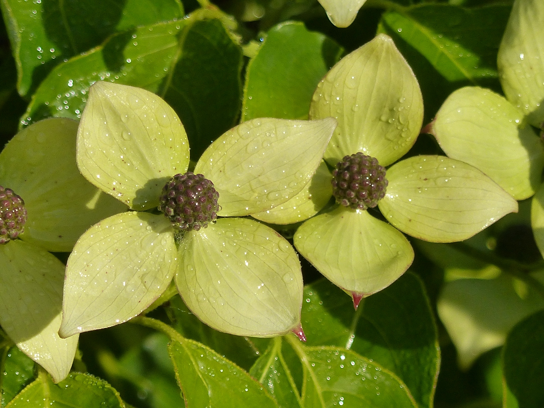 CORNUS EN FLEUR DANS UN JARDIN D'UN MANOIR A ACHETER SUR LA COTE D'ALBATRE