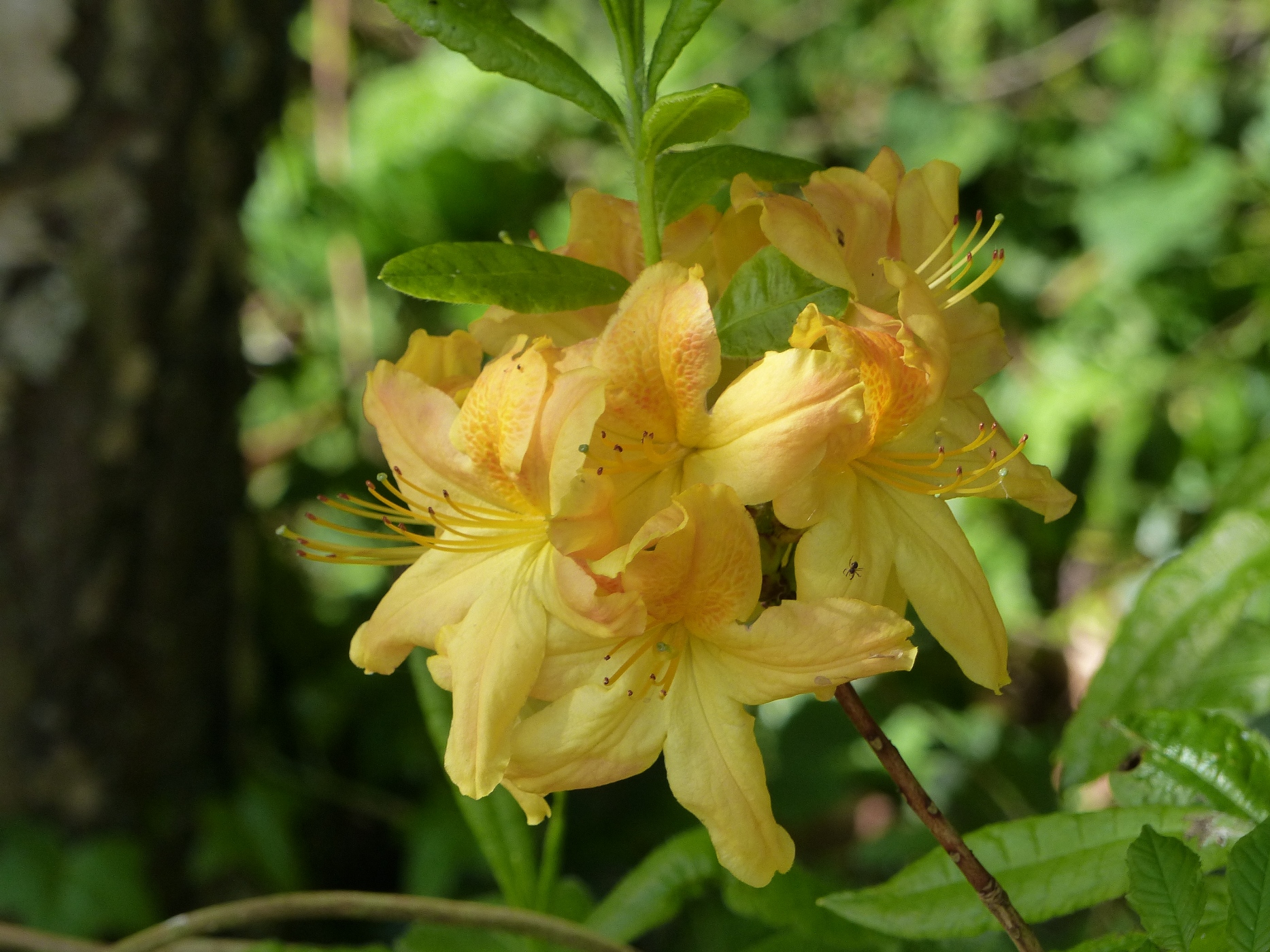 AZALEE DANS UN PARC DE CHATEAU A VENDRE  EN NORMANDIE