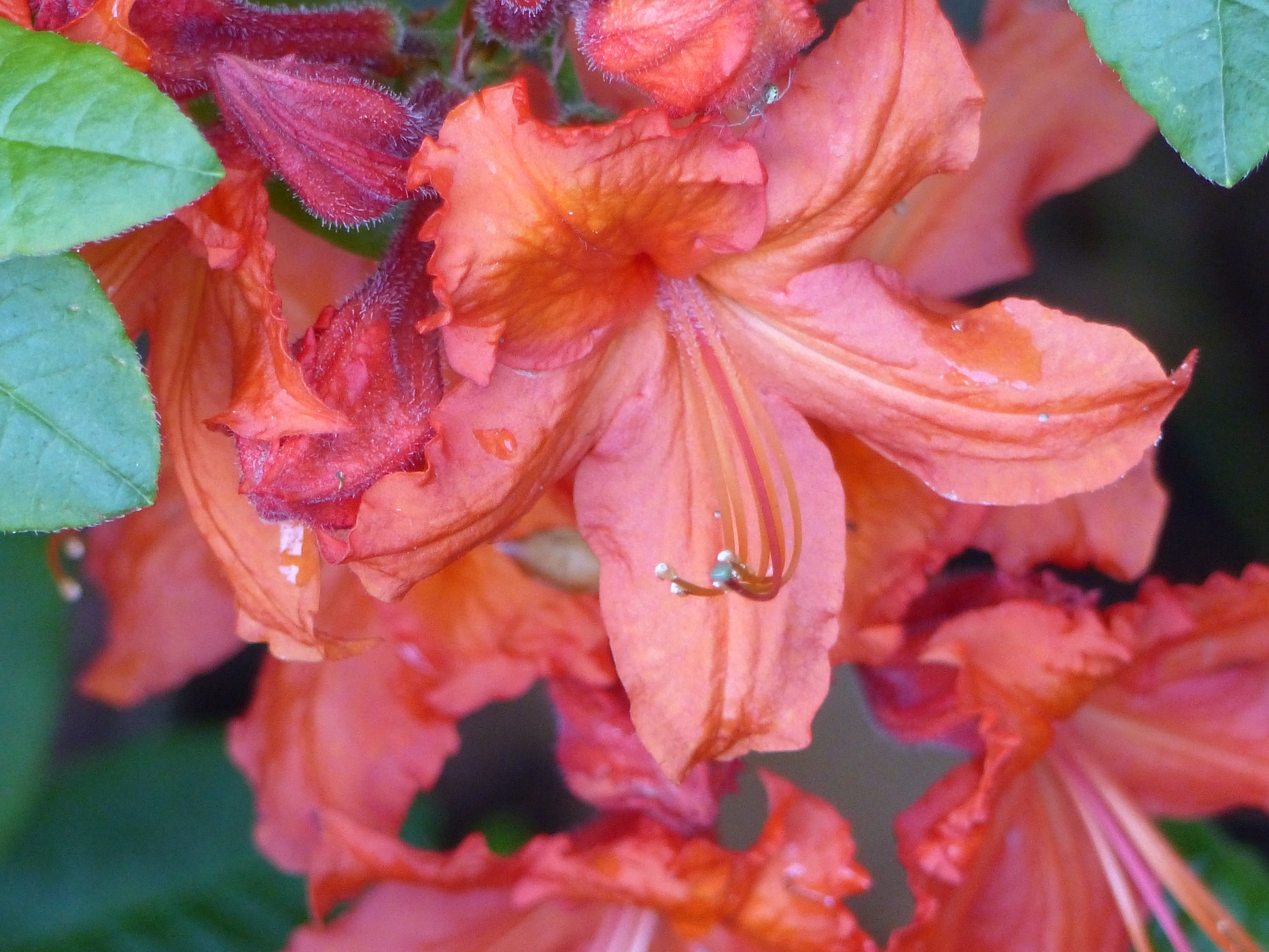 AZALEE DANS LE PARC D'UN MANOIRA VENDRE  EN HAUTE NORMANDIE