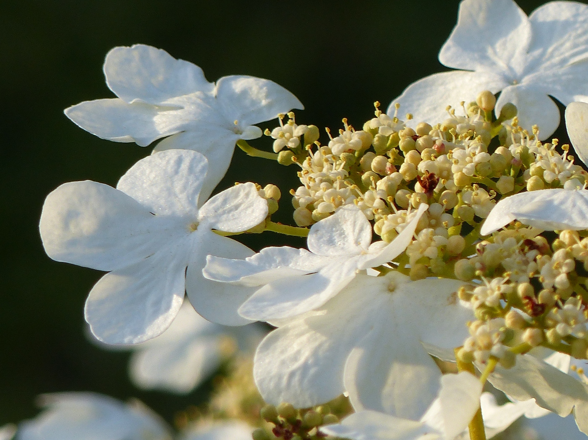VIBURNUM DANS UN JARDINA VENDRE EN NORMANDIE