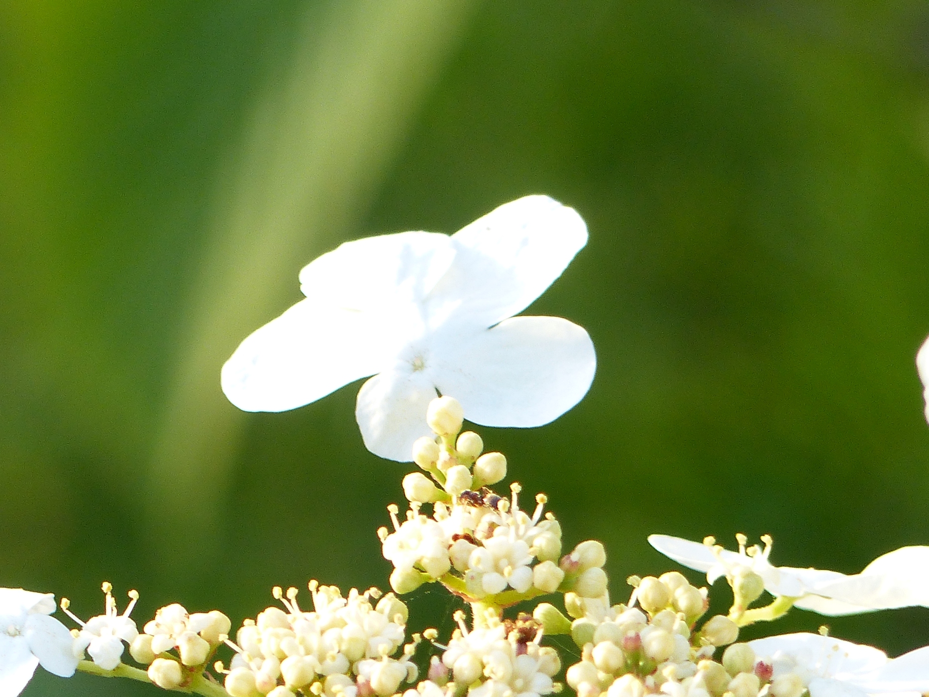 VIBURNUM DANS UN JARDIN A VENDRE EN SEINE MARITIME