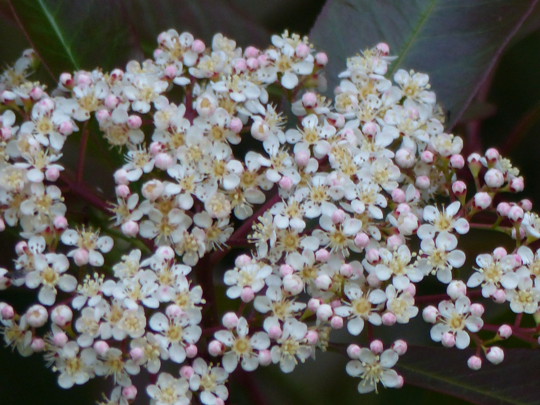 VIBURNUM DANS UN JARDIN A VENDRE EN PAYS DE CAUX