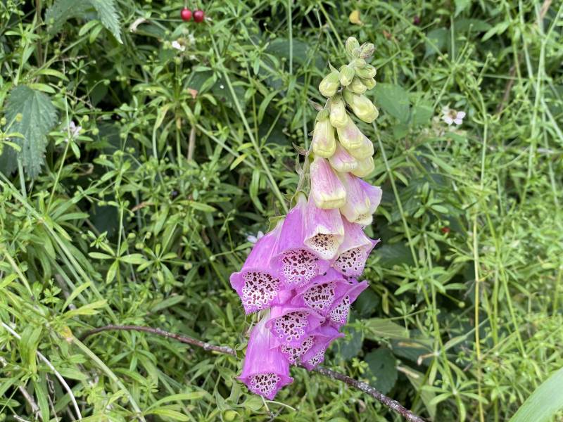 ANCIEN PRESBYTERE EN COLOMBAGES RESTAURE EN 2007 AVEC MATERIAUX TRADITIONNELS ET ECOLOGIQUES