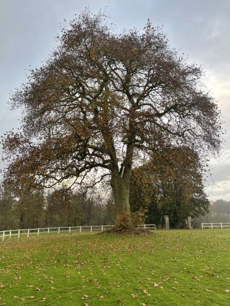 JOYAU DU 17ème SIECLE CAUCHOIS DANS SON PARC DE 3,6 HECTARES