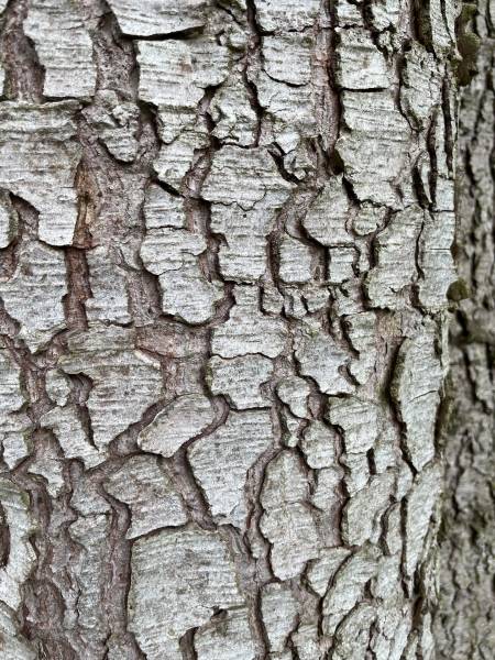 BELLE MAISON NORMANDE AUX PORTES D'YVETOT AVEC SON MANEGE REMARQUABLE
