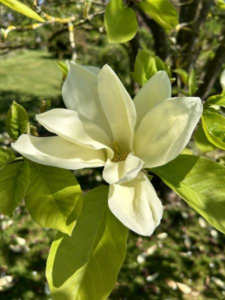 LONGÈRE NORMANDE EN COLOMBAGES AVEC JOLI JARDIN À L’ANGLAISE