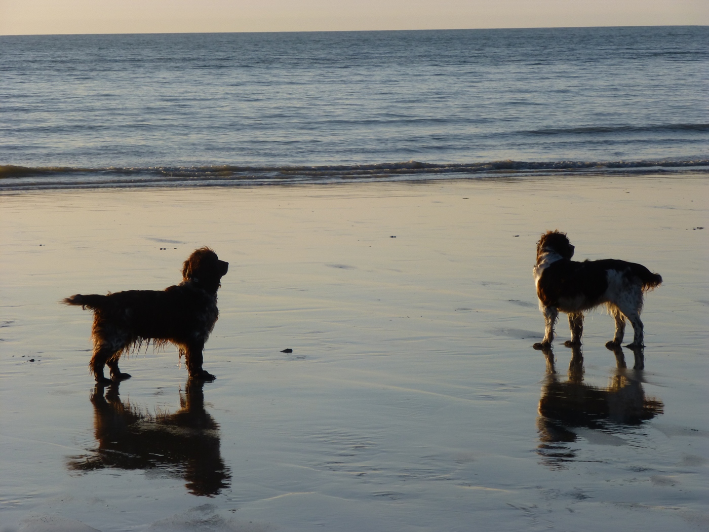 BALADE SUR LE SABLE A VEULETTES SUR MER