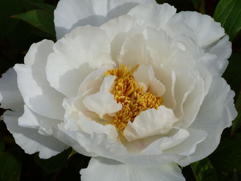 PIVOINE BLANCHE DANS LE JARDIN D'UNE MAISON A VENDRE EN PAYS DE CAUX