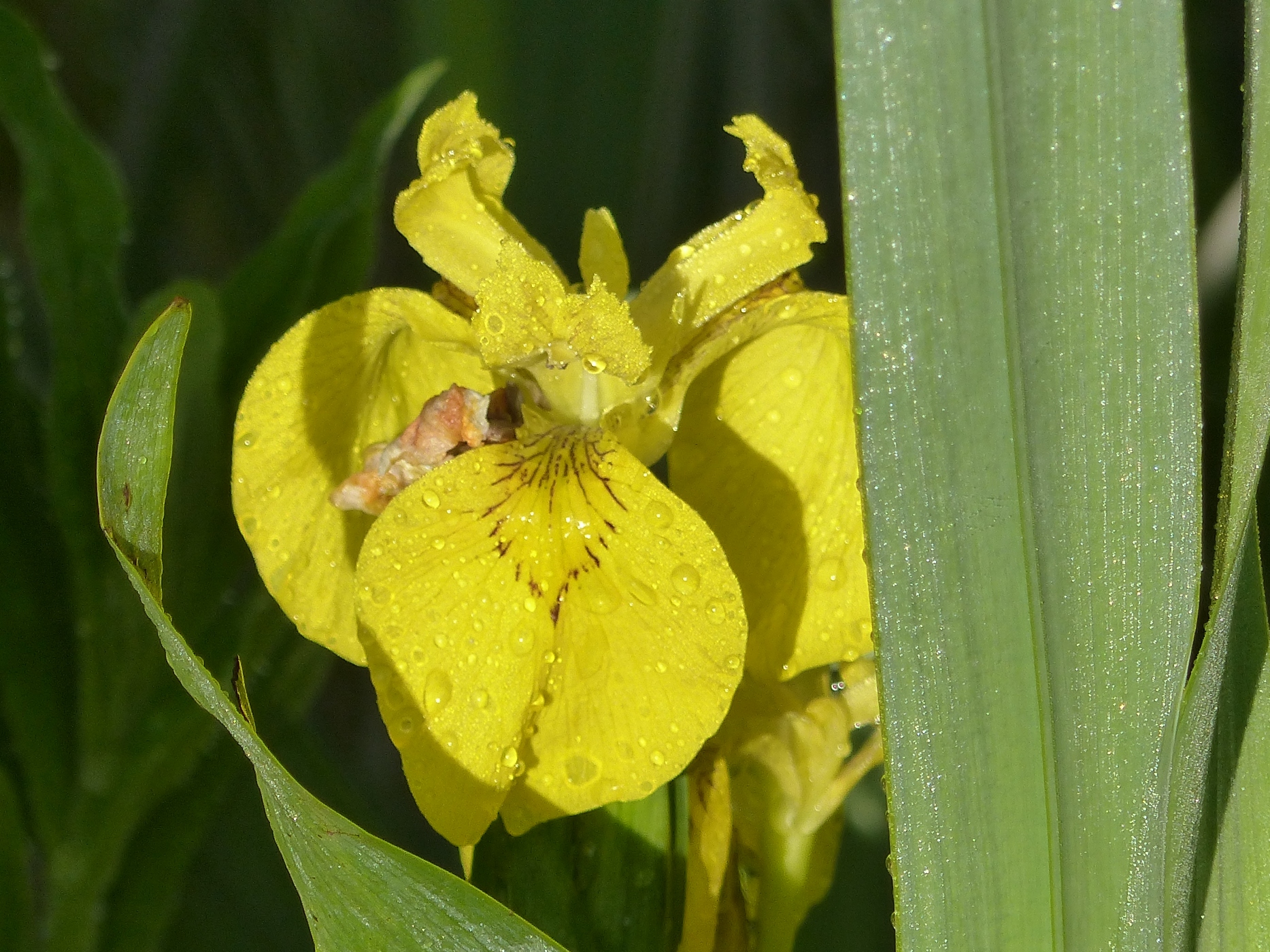 IRIS SAUVAGE DANS UNE MARE DANS UNE PROPRIETE A VENDRE EN PAYS DE CAUX