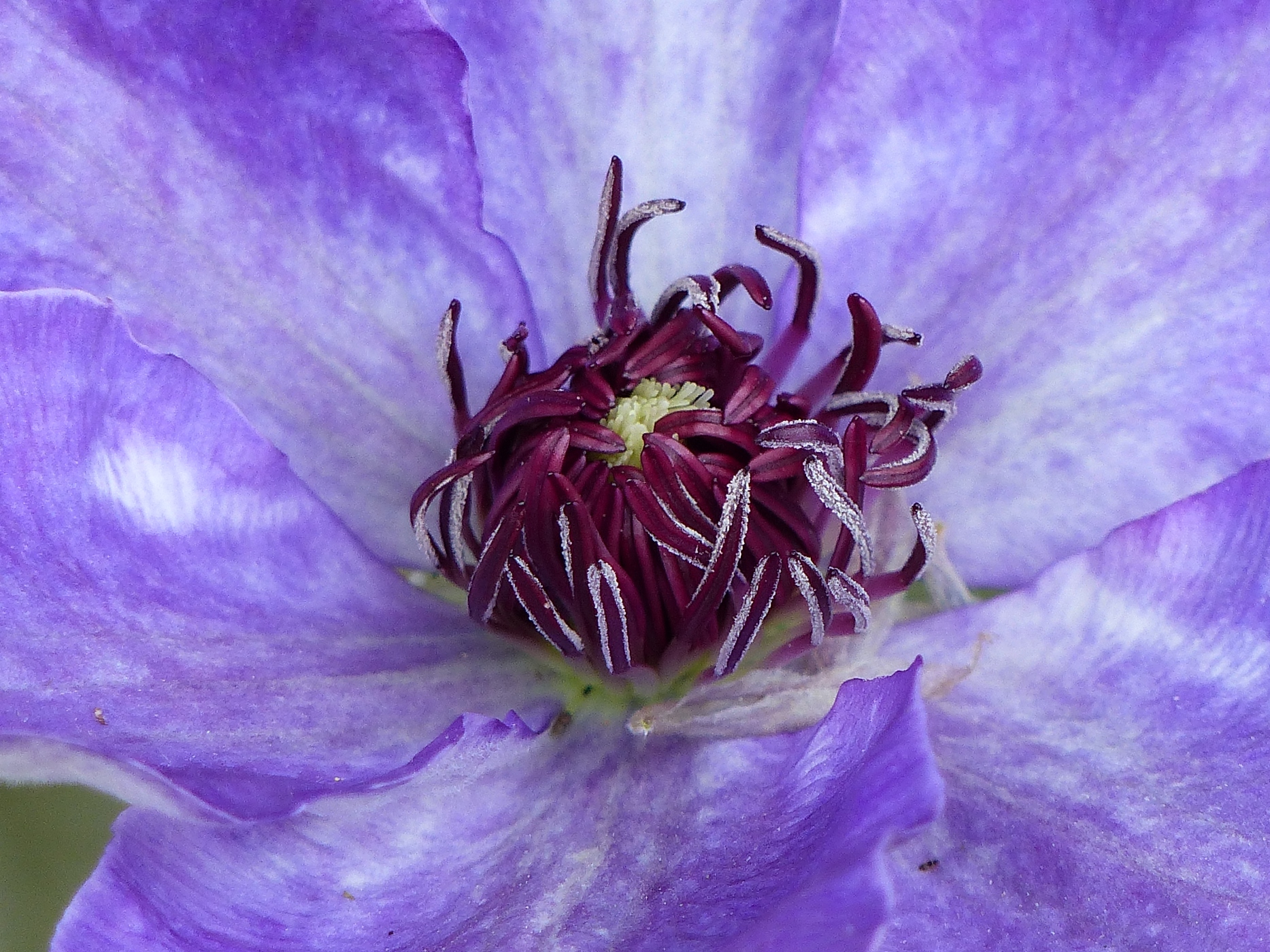 CLEMATITE DANS UN JARDIN NORMAND D'UNE MAISON NORMANDE A VENDRE PROCHE DE ROUEN