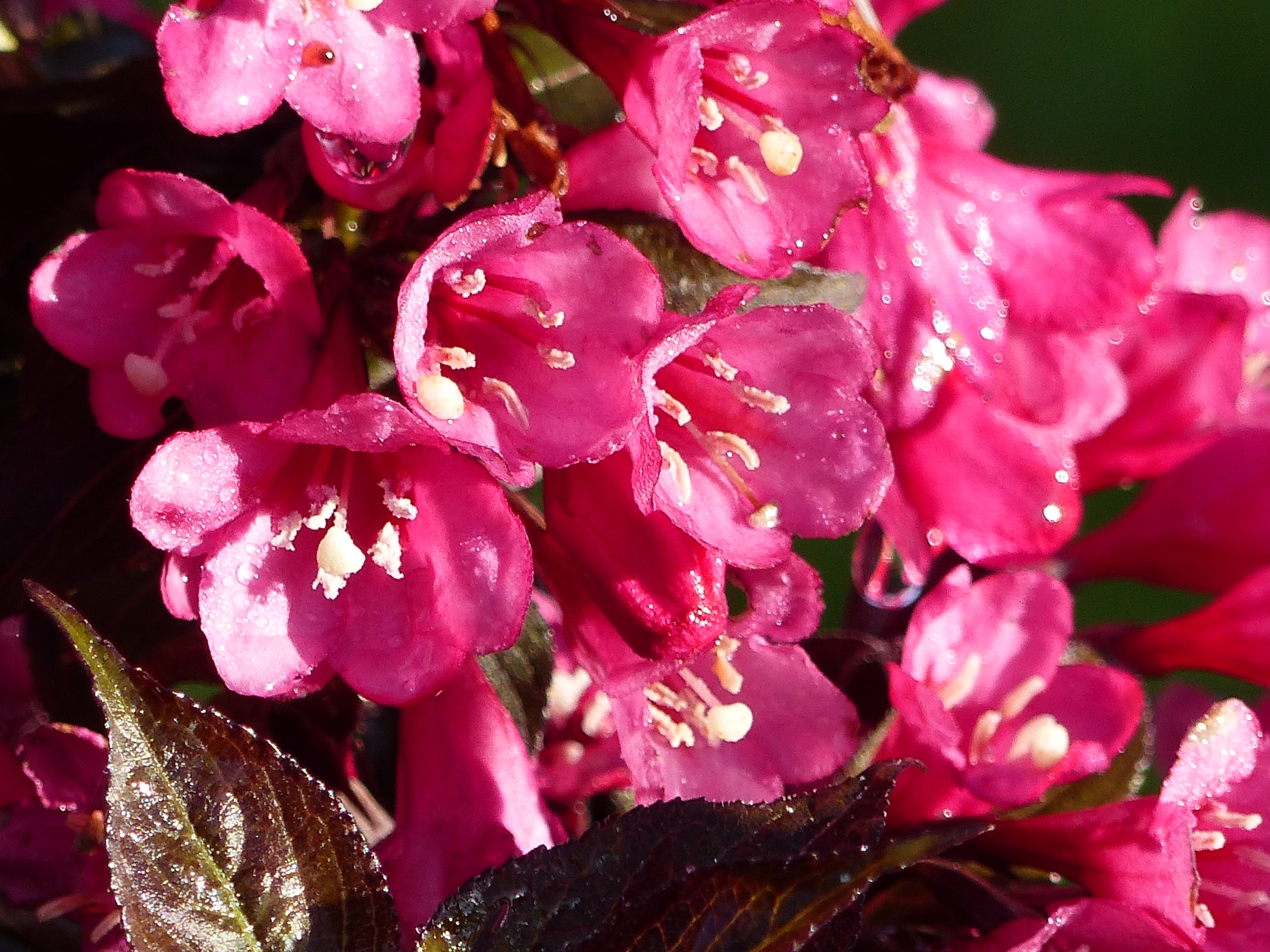 WEIGELIA ROUGE DANS LE PARC D'UNE MAISON NORMANDE A VENDRE PROCHE DE VEULETTES SUR MER