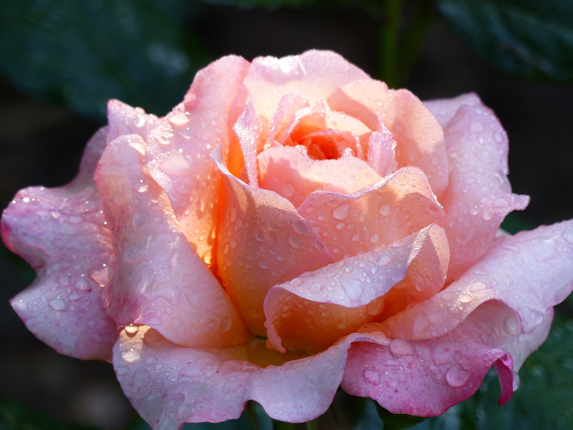 ROSERAIE D'UNE MAISON NORMANDE A VENDRE EN SEINE MARITIME