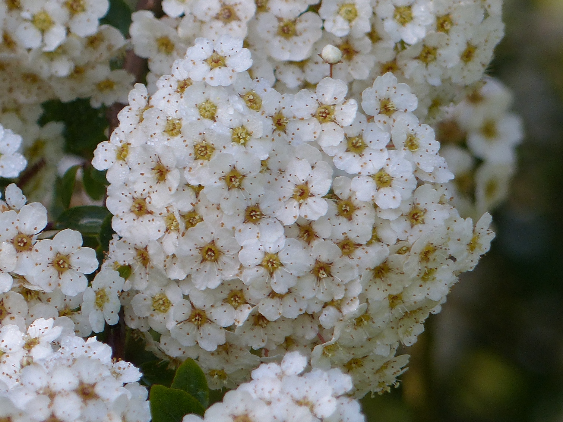 VIBURNUM DANS UN JARDIN DE MAISON NORMANDE EN BRIQUES A VENDRE PROCHE VEULES LES ROSES