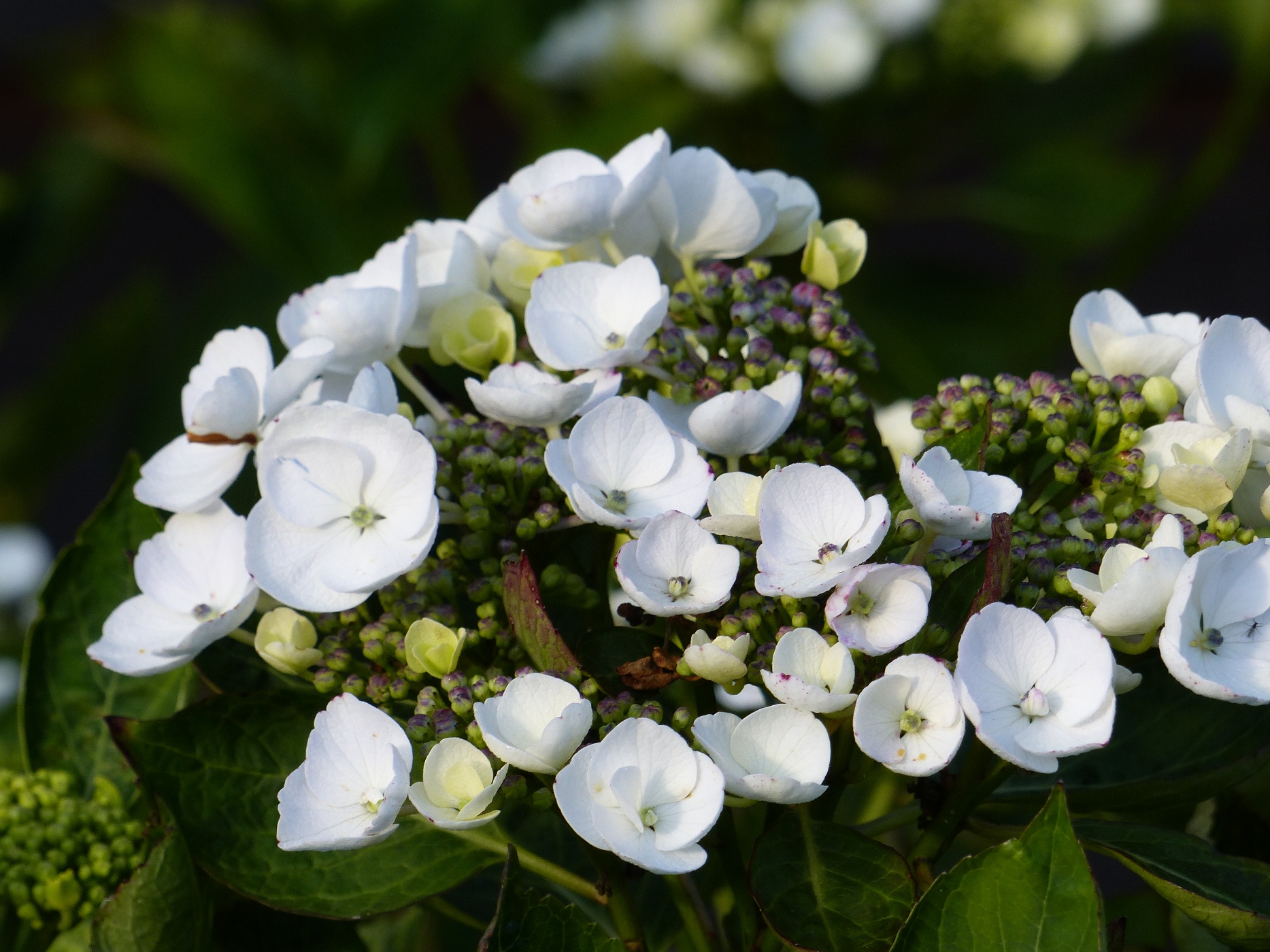 Hydrangéas dans le parc d'un manoir à  vendre en Normandie