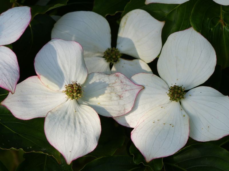 CORNUS DANS UN JARDIN D'UN MANOIR A ACHETER  EN SEINE MARITIME