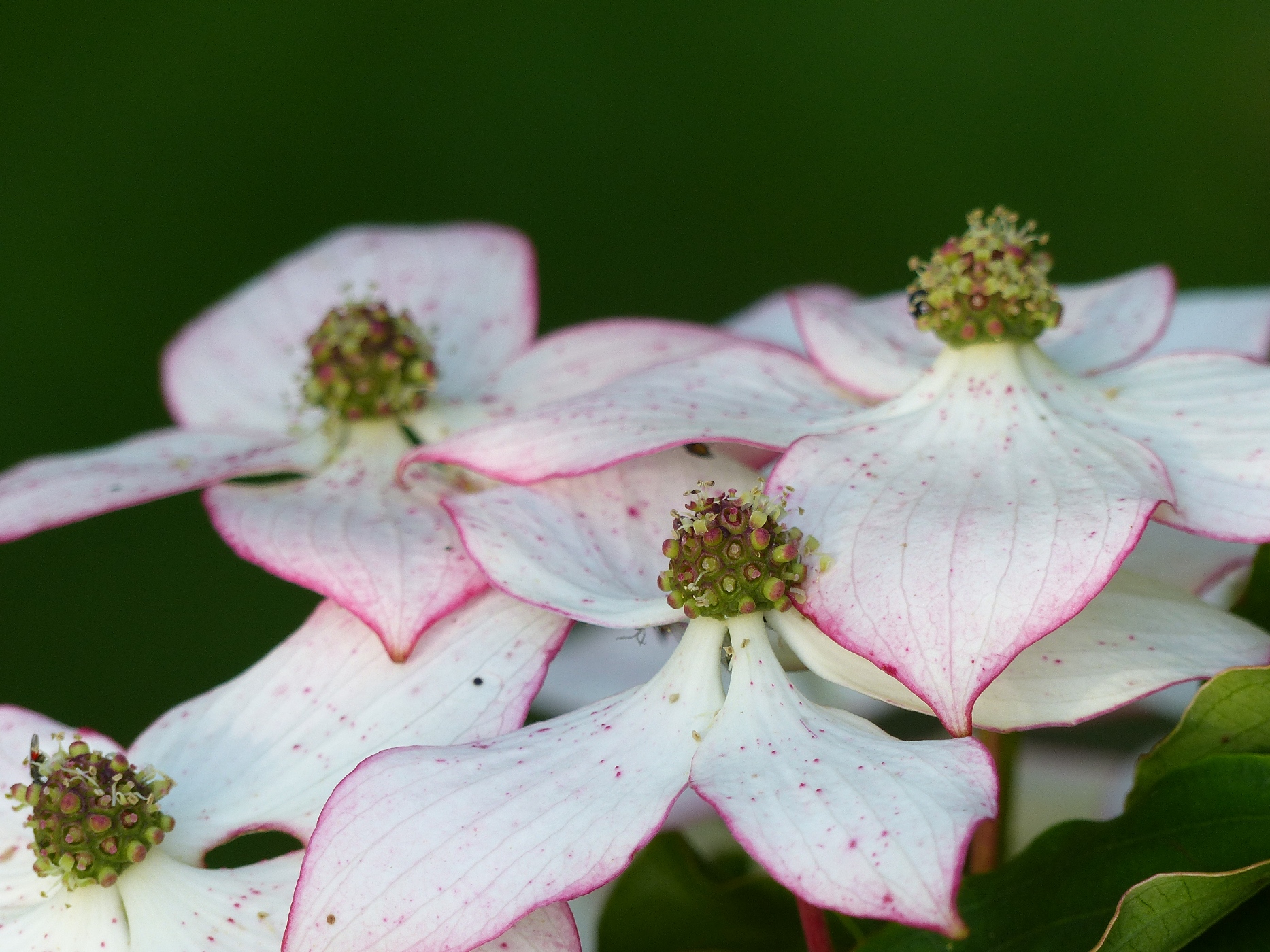 CORNUS DANS LE PARC D'UNE DEMEURE COTIERE A ACHETER A VARENGEVILLE