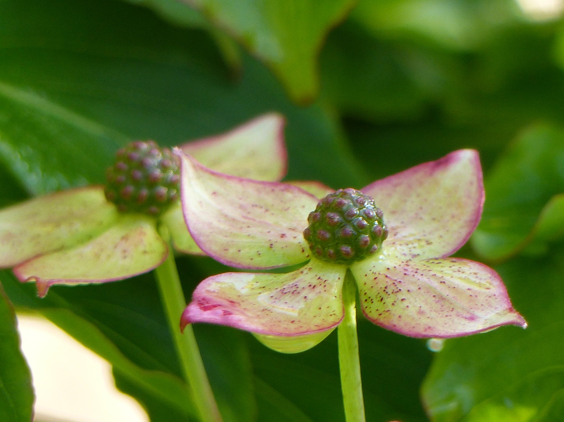 CORNUS EN FLEUR DANS LE PARC D'UN CHATEAU A ACHETER DANS LA REGION DE VEULES LES ROSES