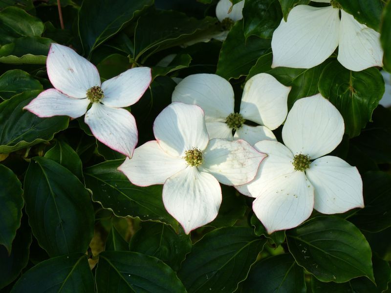CORNUS A L'OMBRE D'UN PARC DE CHATEAU A VENDRE  PROCHE DES PETITES DALLES