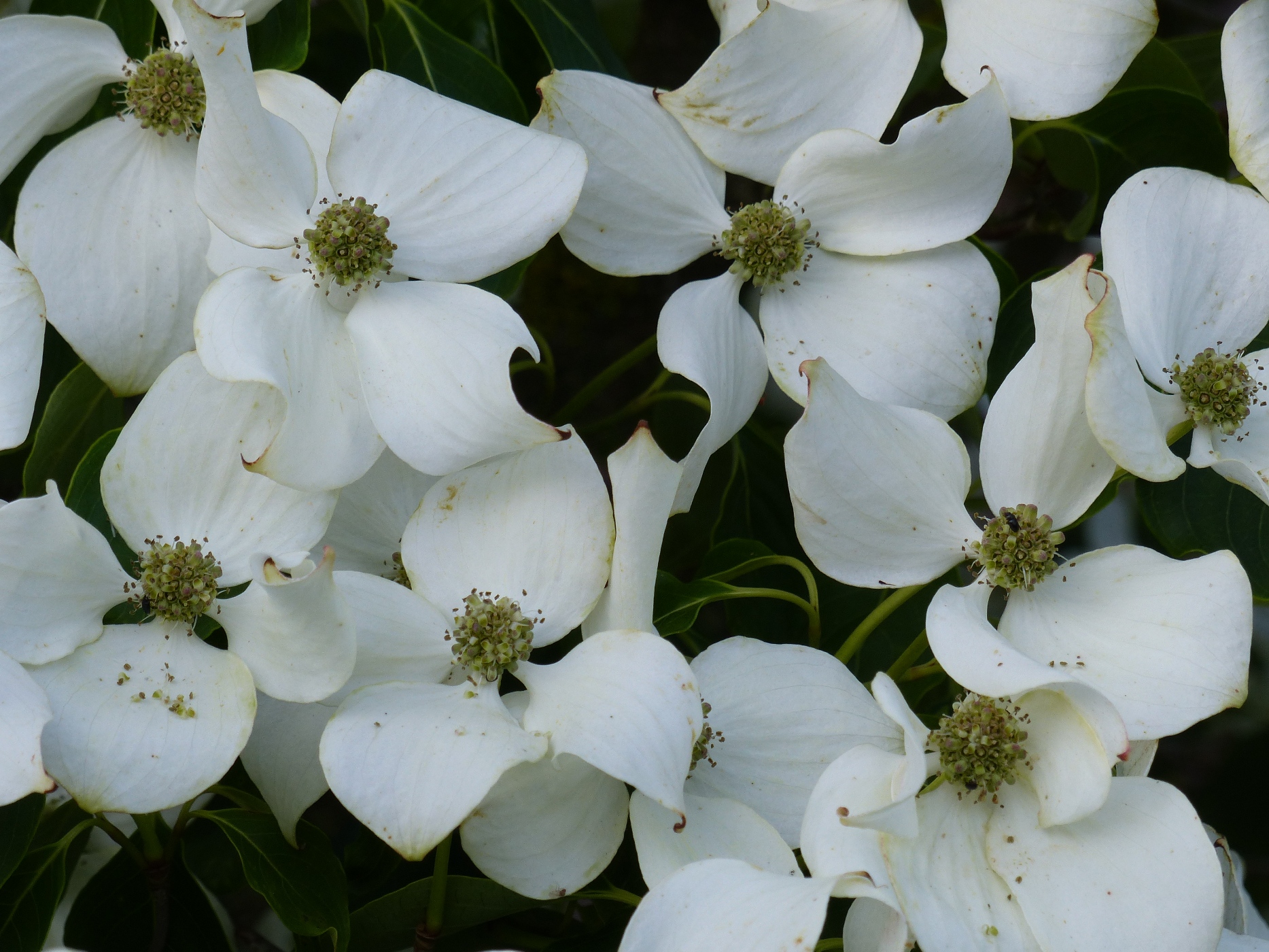 CORNUS DANS LE PARC D'UNE VILLA A VENDRE PROCHE DE SAINT VALERY EN CAUX