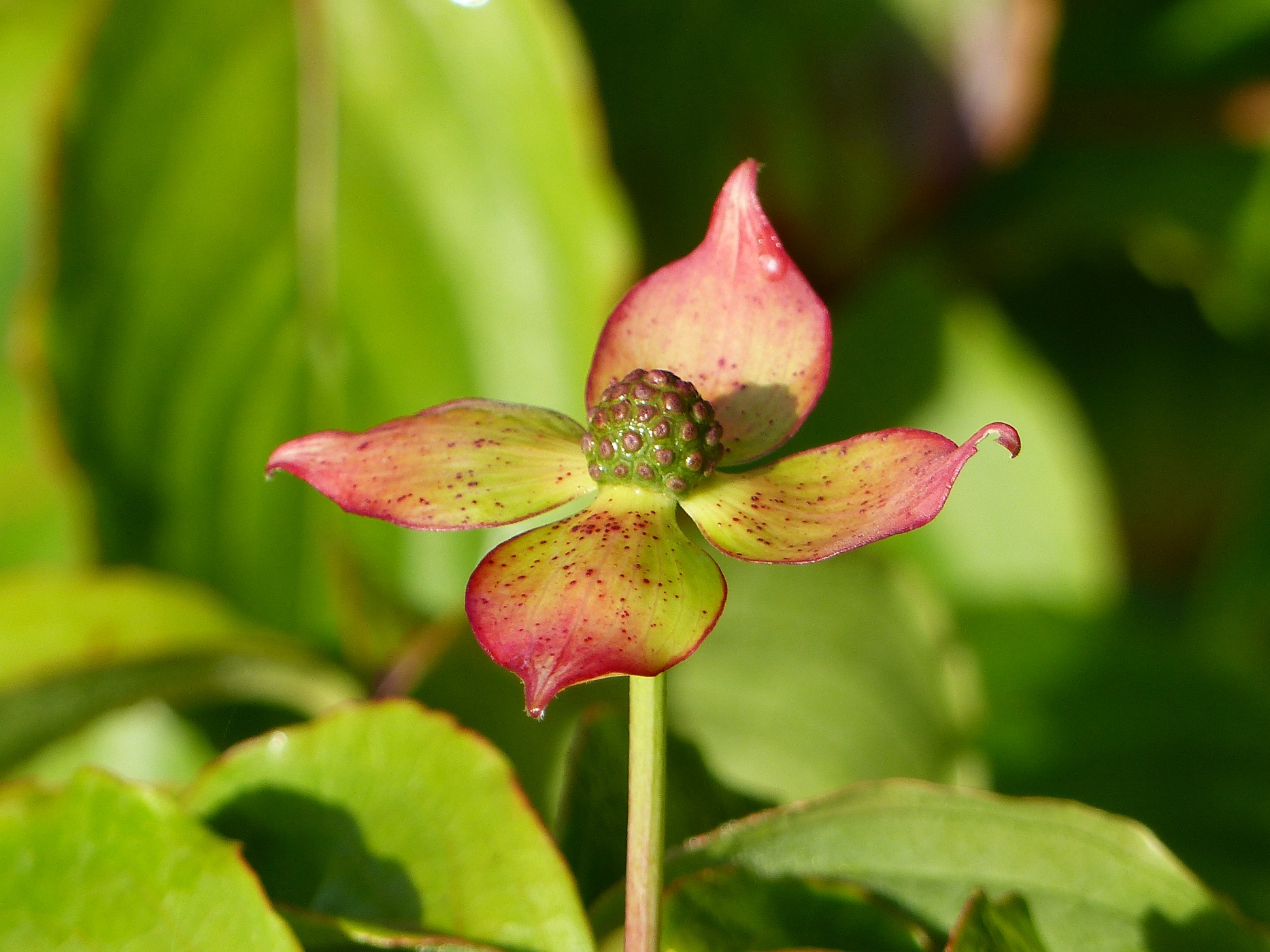 CORNUS DANS JARDIN DE CURE D'UN PRESBYTERE  A ACHETER  PROCHE DE CANY BARVILLE