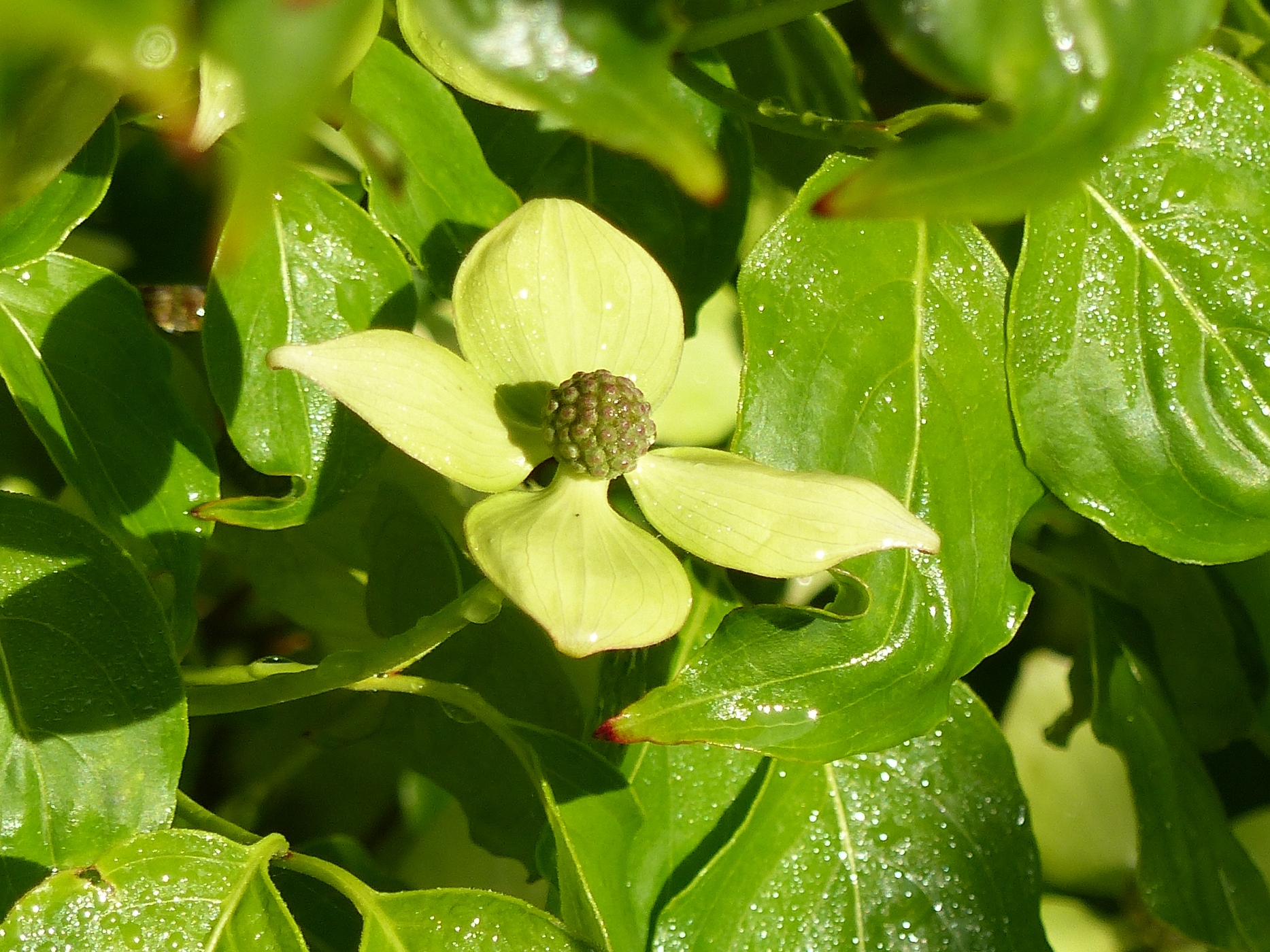 CORNUS DANS LE PARC D'UN MANOIR EN COLOMBAGES A VENDRE PROCHE YVETOT