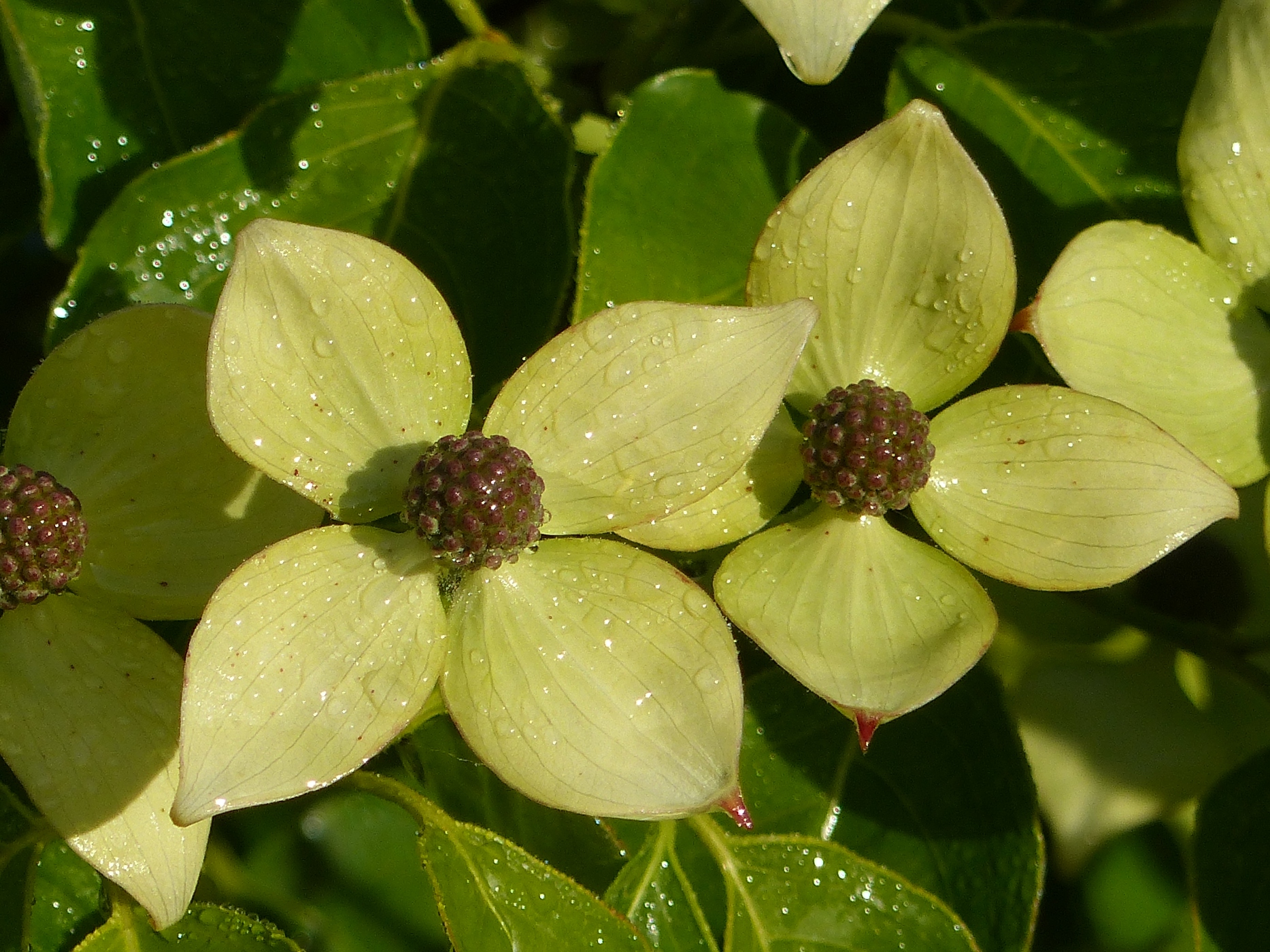 CORNUS DANS UN PARC DE MANOIR A ACHETER  PROCHE DOUDEVILLE