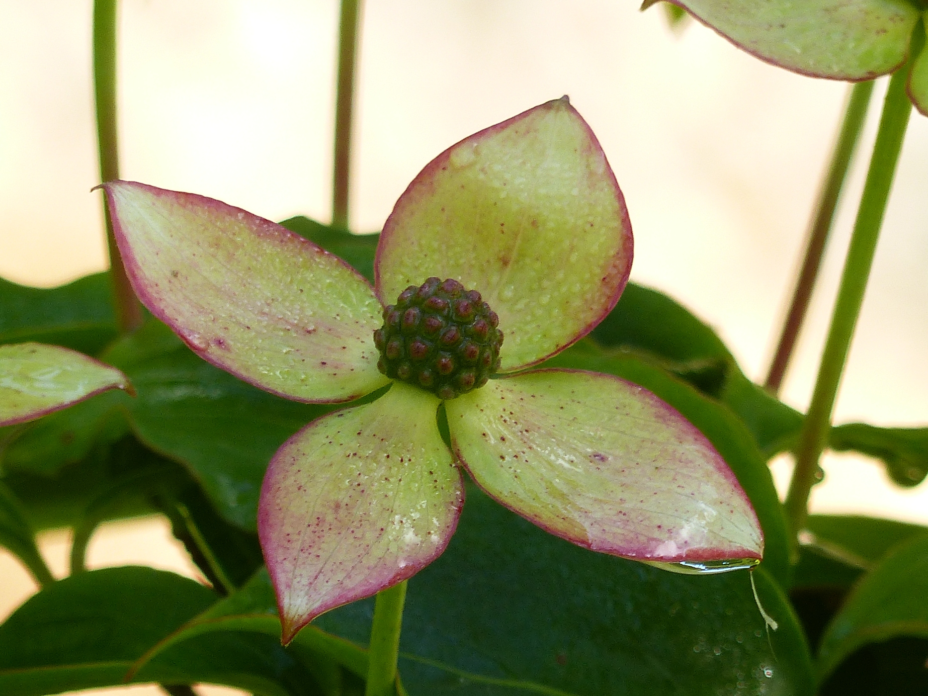 FLEUR DE CORNUS DANS LE JARDIN D'UNE LONGERE NORMANDE A VENDRE DANS LE 76