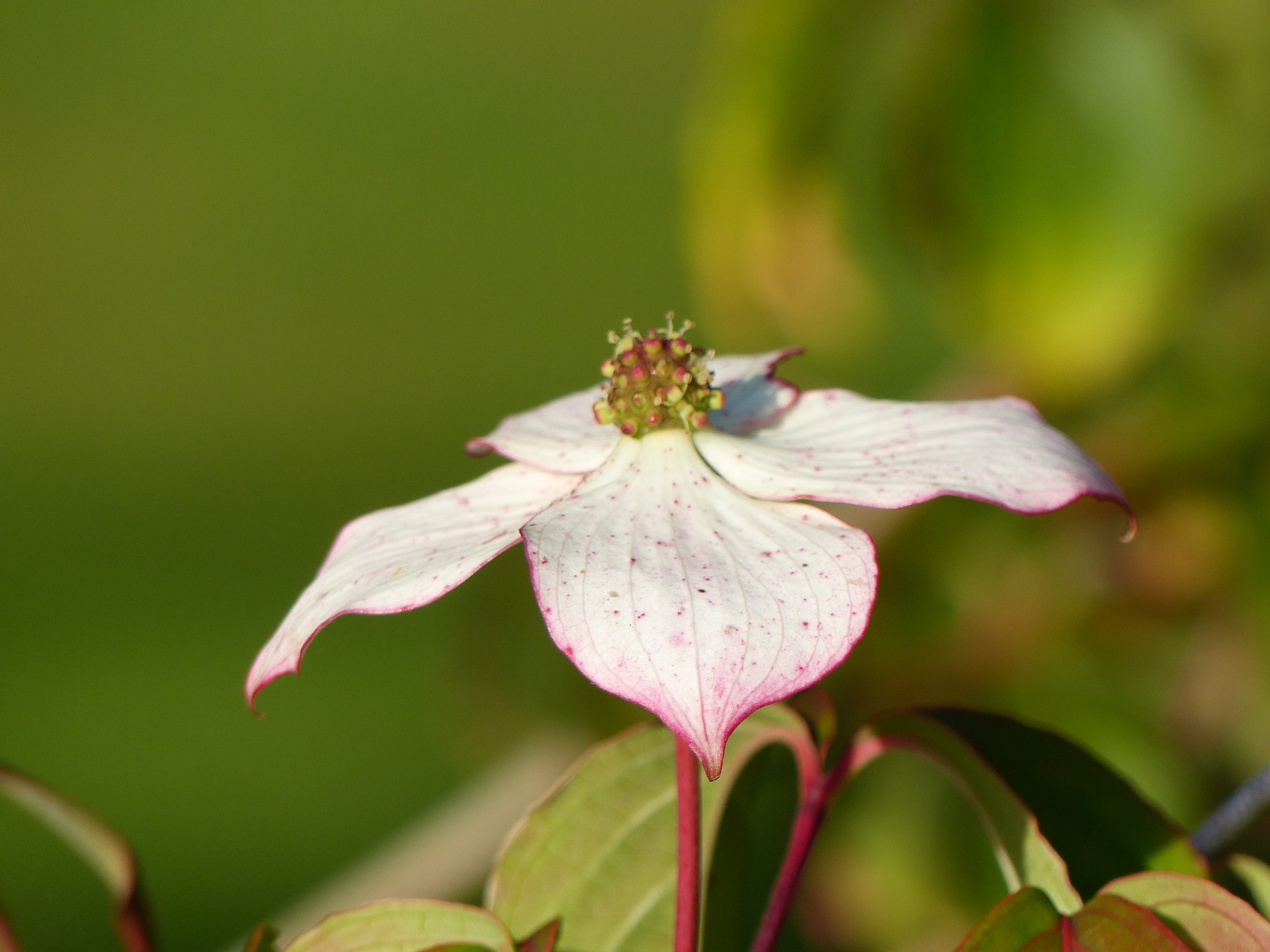 FLEUR DE CORNUS DANS JARDIN DE MAISON EN BRIQUES ET SILEX A VENDRE DANS LA REGION DE ROUEN