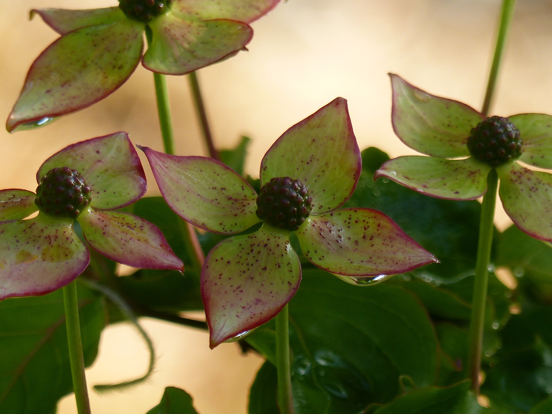 FLEURS DE CORNUS DANS JARDIN DE VILLA ANGLO NORMANDE A VENDRE SUR LA COTE D'ALBATRE