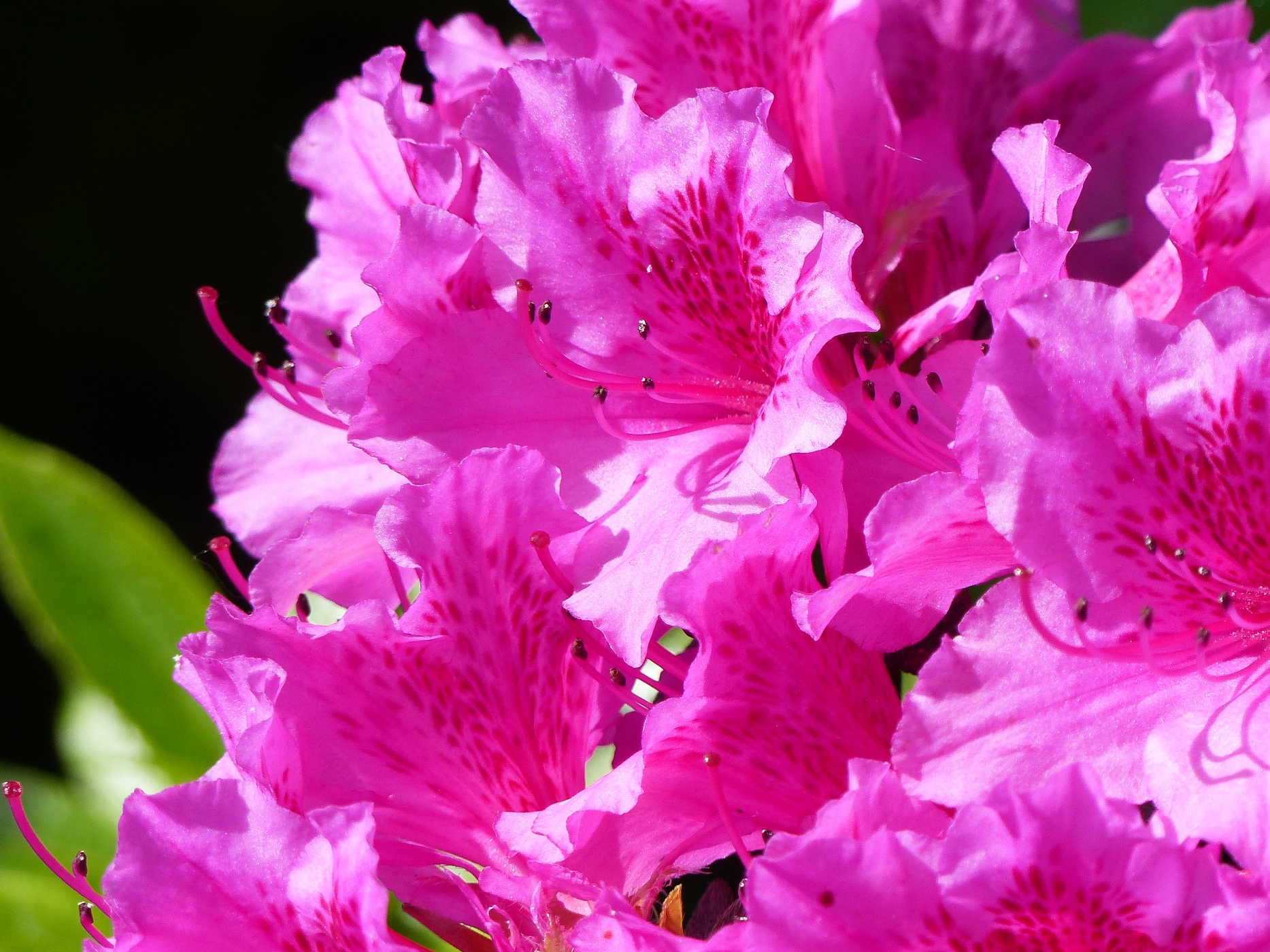 AZALEE DANS LE PARC D'UNE MAISON DE MAITRE A VENDRE EN PAYS DE CAUX