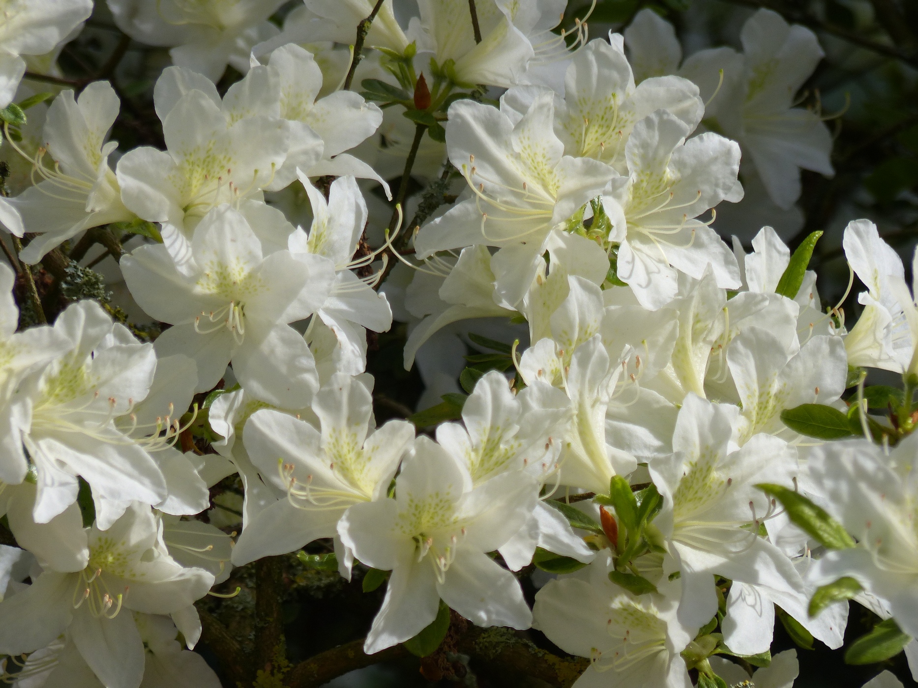 AZALEE DANS LE PARC D'UN CHATEAU A VENDRE DANS LE 76