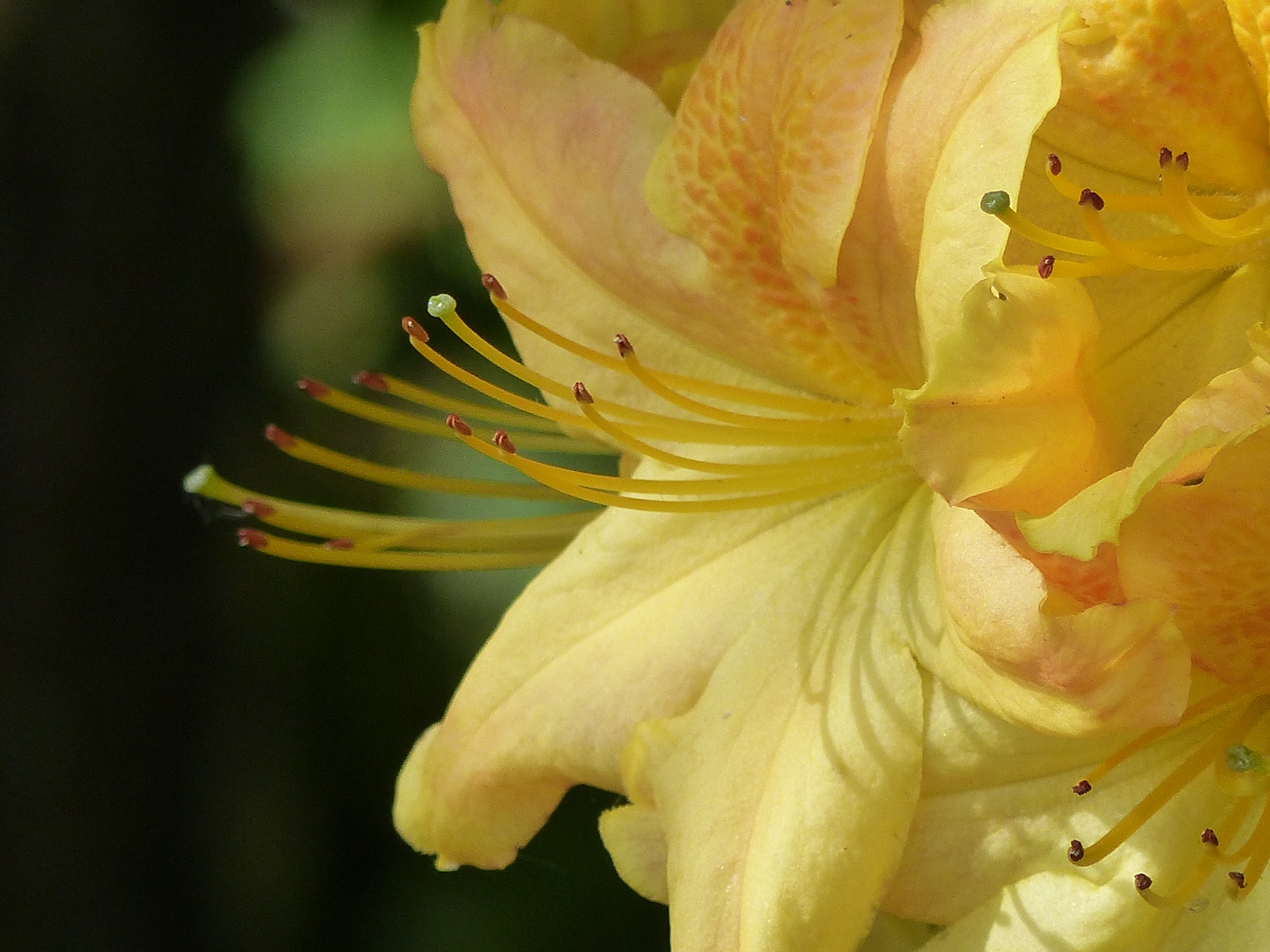 AZALEE DANS LE JARDIN D'UNE MAISON EN COLOMBAGES A VENDRE EN NORMANDIE