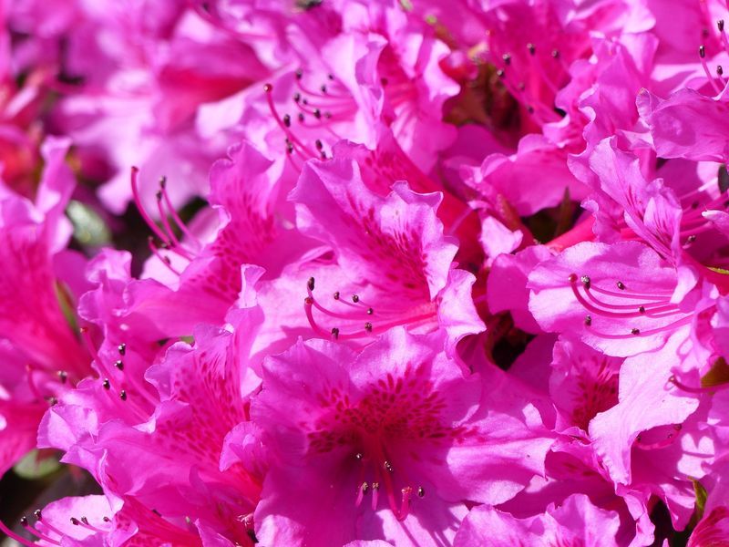 AZALEE DANS LE PARC D'UNE MAISON EN BRIQUES SILEX A VENDRE DANS LA REGION D'ETRETAT