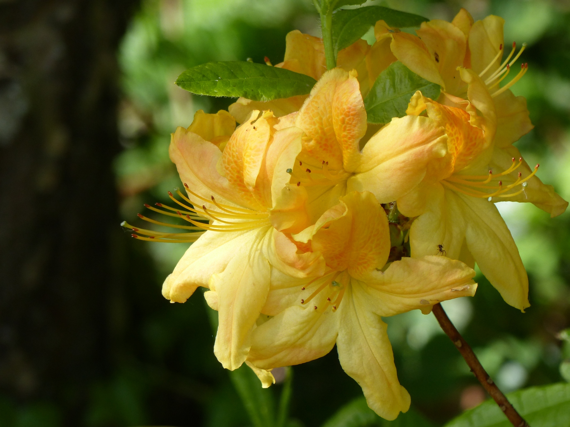 AZALEE DANS LE JARDIN D'UNE MAISON NORMANDE A VENDRE DANS LA REGION DE VARENGEVILLE