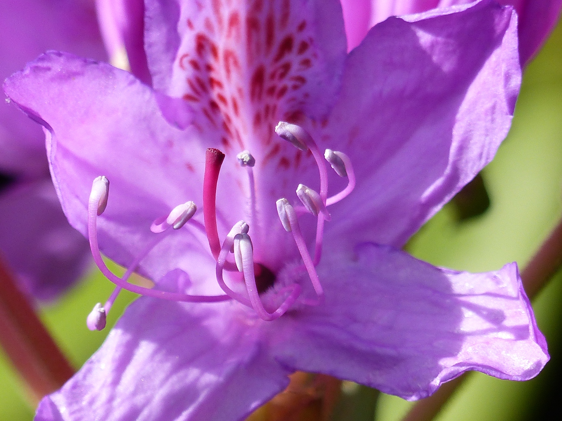 RHODODENDRONS DANS LE PARC D'UN CHATEAUA VENDRE PROCHE DE DIEPPE