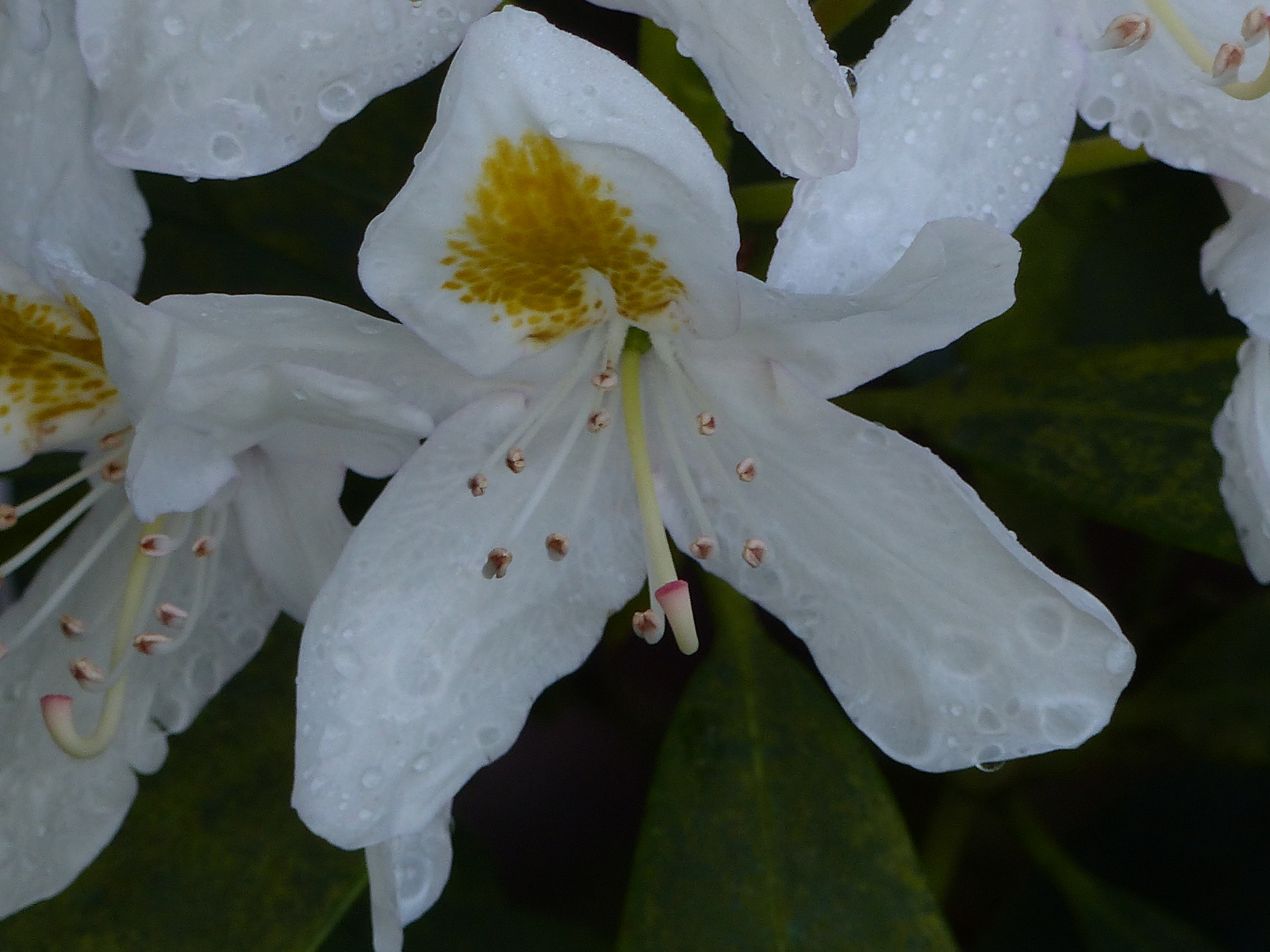 RHODODENDRON DANS UN PARC DE CHATEAU A VENDRE EN HAUTE NORMANDIE 76