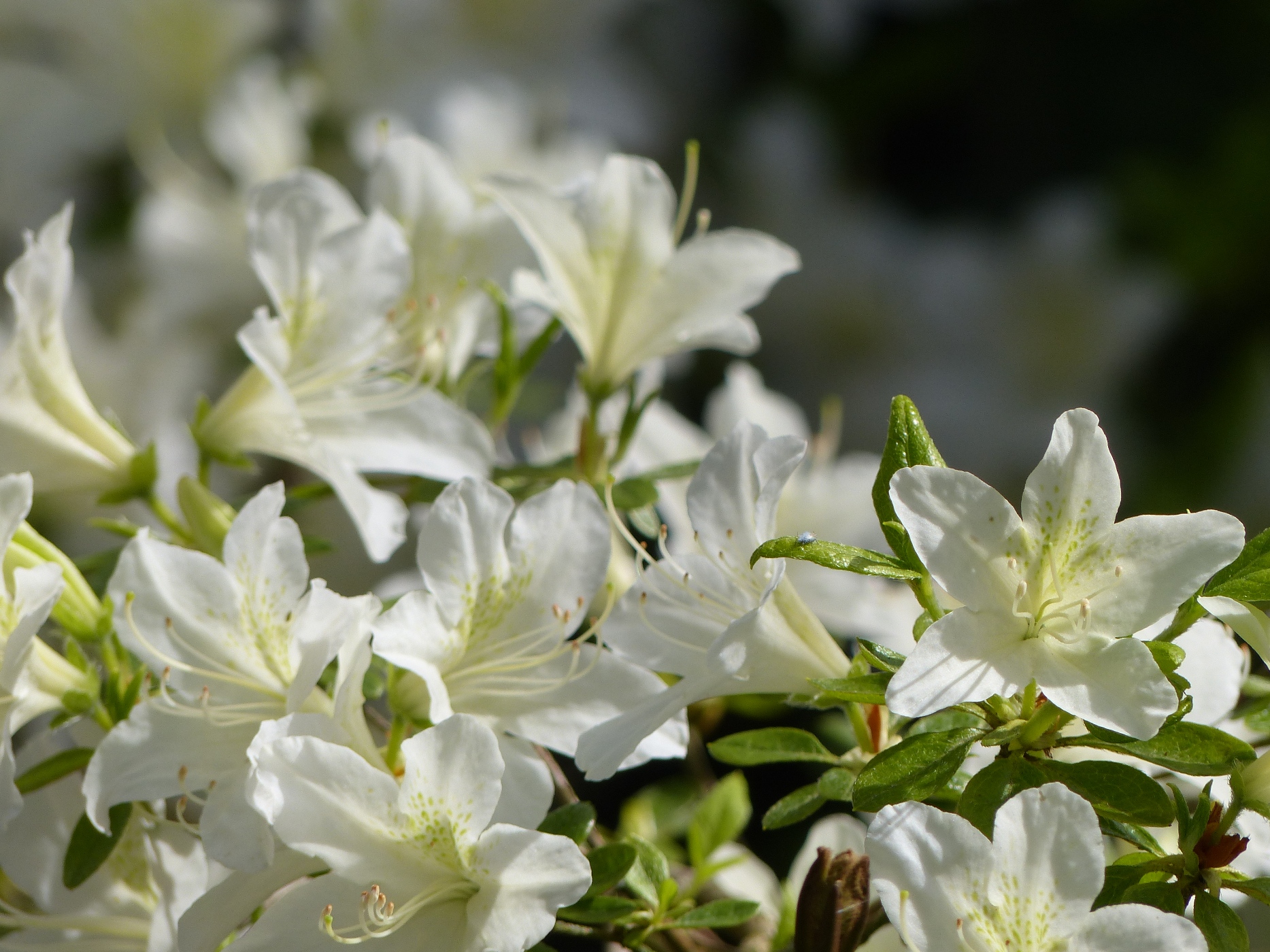 RHODODENDRONS DANS UN PARC OMBRAGE D'UN MANOIR A ACHETER PRES DE VARENGEVILLE