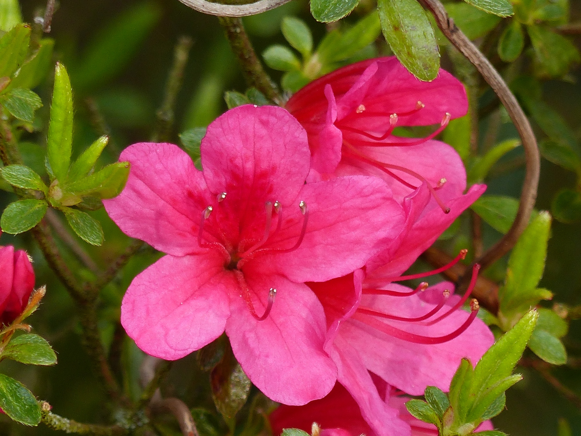 AZALEE DU JARDIN D'UN CHATEAU CAUCHOIS A VENDRE  PROCHE DE LA COTE D'ALBATRE