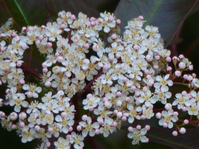 VIBURNUM DANS UN JARDIN A VENDRE EN PAYS DE CAUX