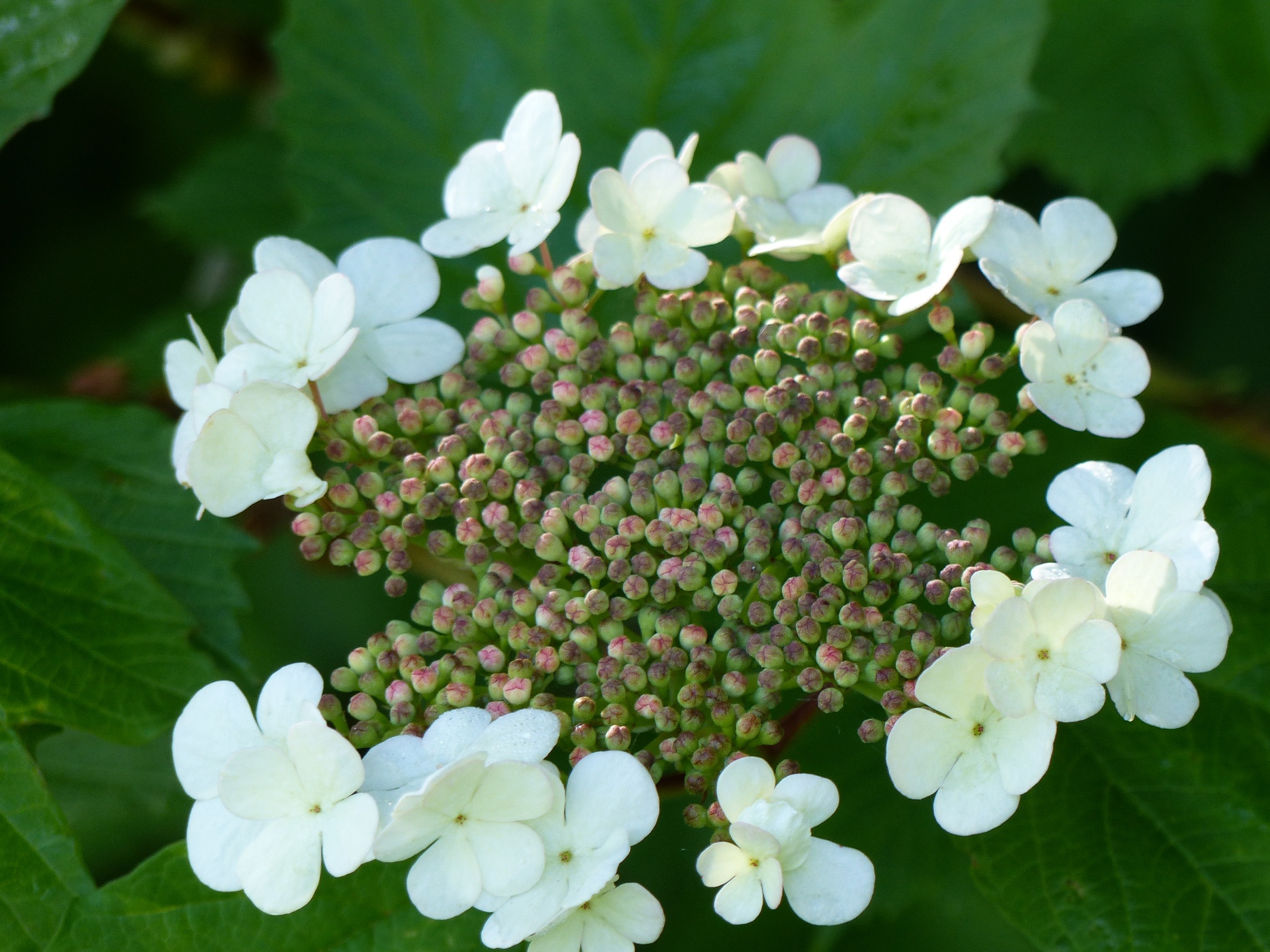 VIBURNUM DANS UN JARDINA ACHETER EN CAUX MARITIME