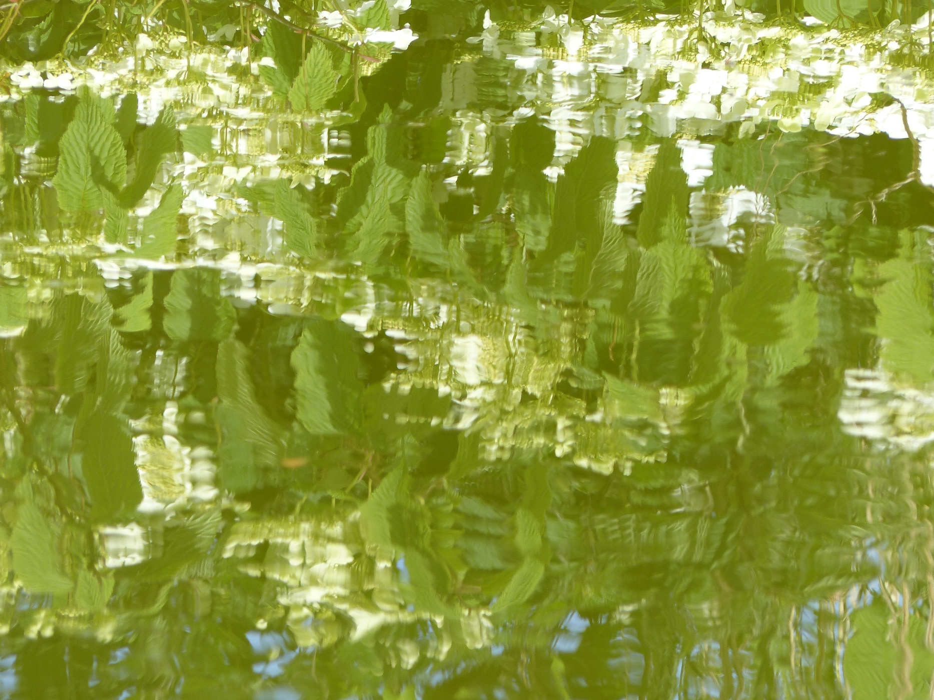 VIBURNUMS DANS LE PARC A VENDRE D'UN MANOIR EN HAUTE NORMANDIE