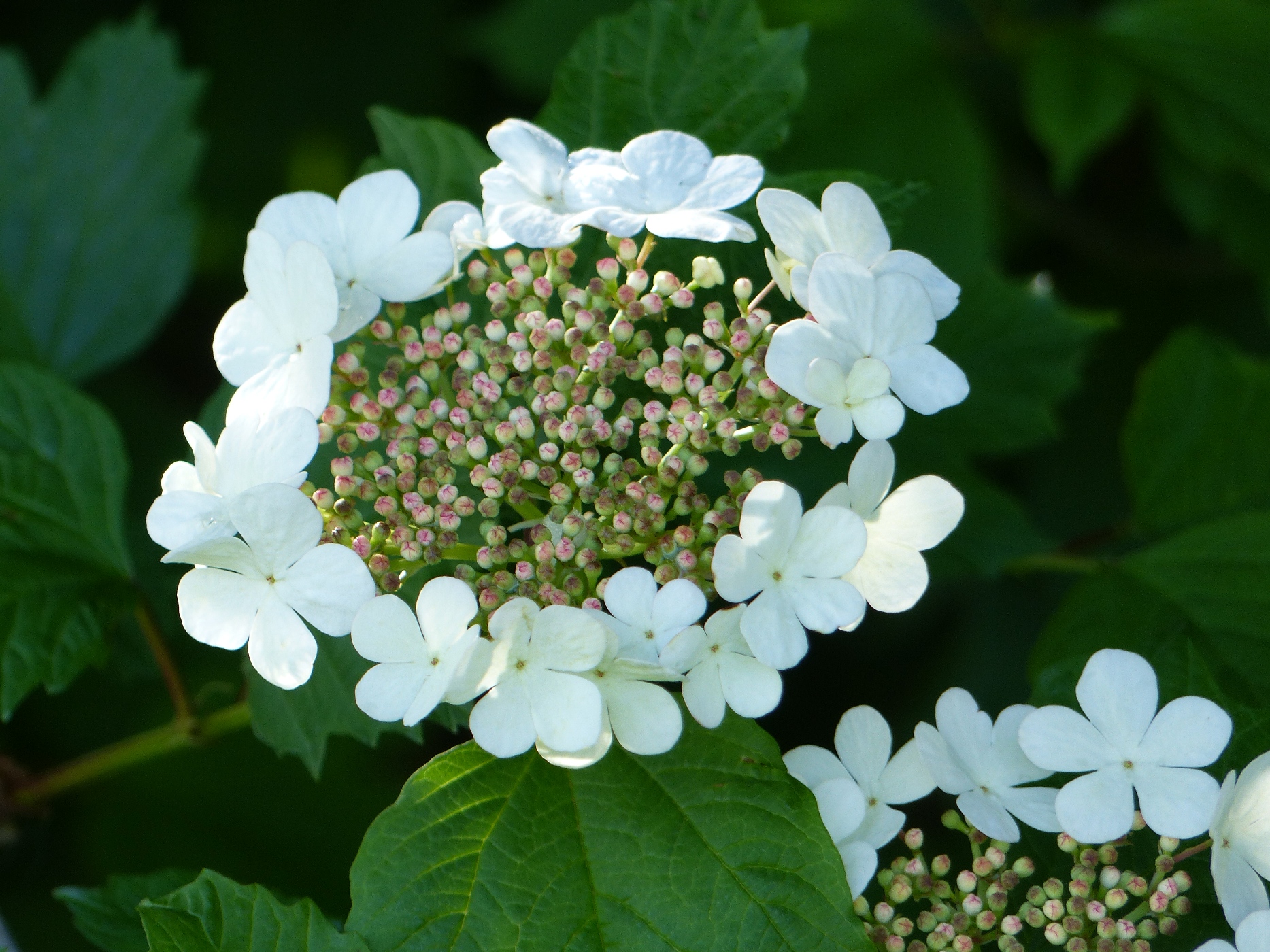 VIBURNUM DANS LE JARDIN D'UNE MAISON A ACHETER SUR LA COTE D'ALBATRE 
