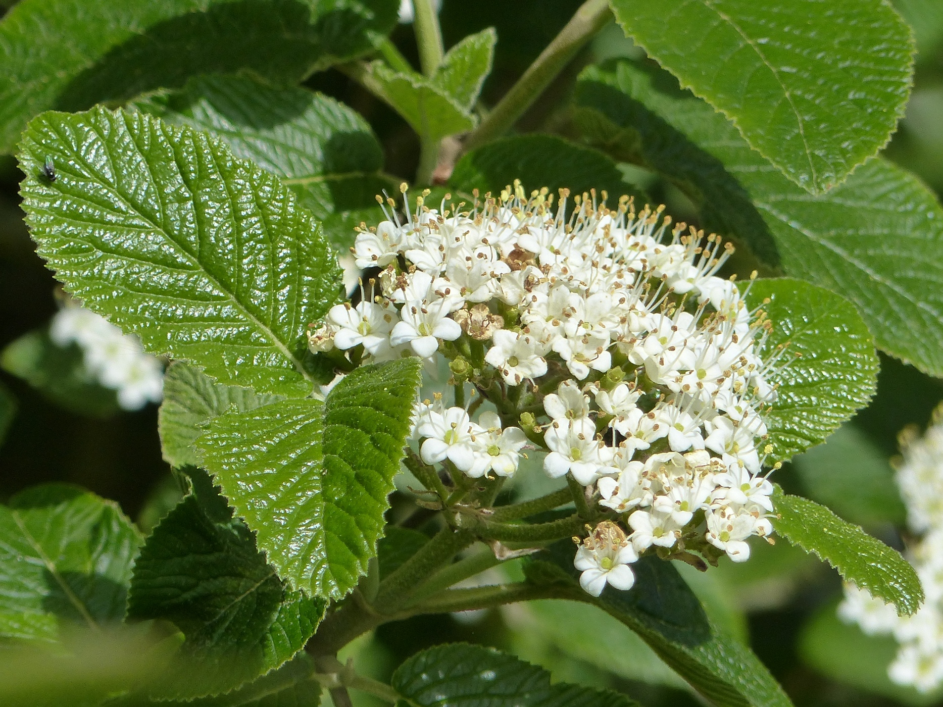 VIBURNUM DANS LE PARC D'UNE MAISON A VENDRE REGION ETRETAT