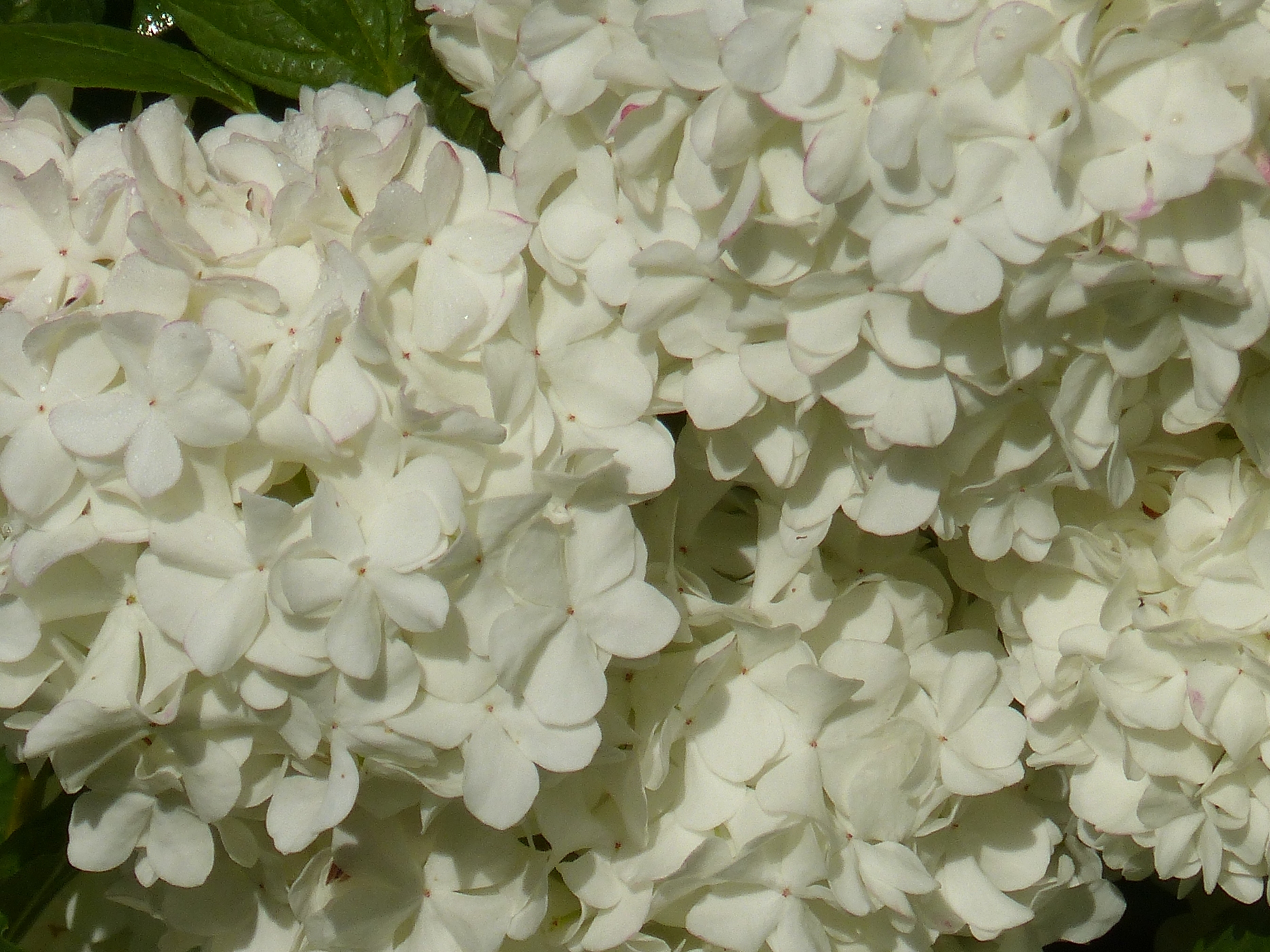 VIBURNUMS DANS LE PARC D'UN CHATEAU A VENDRE REGION DE DIEPPE