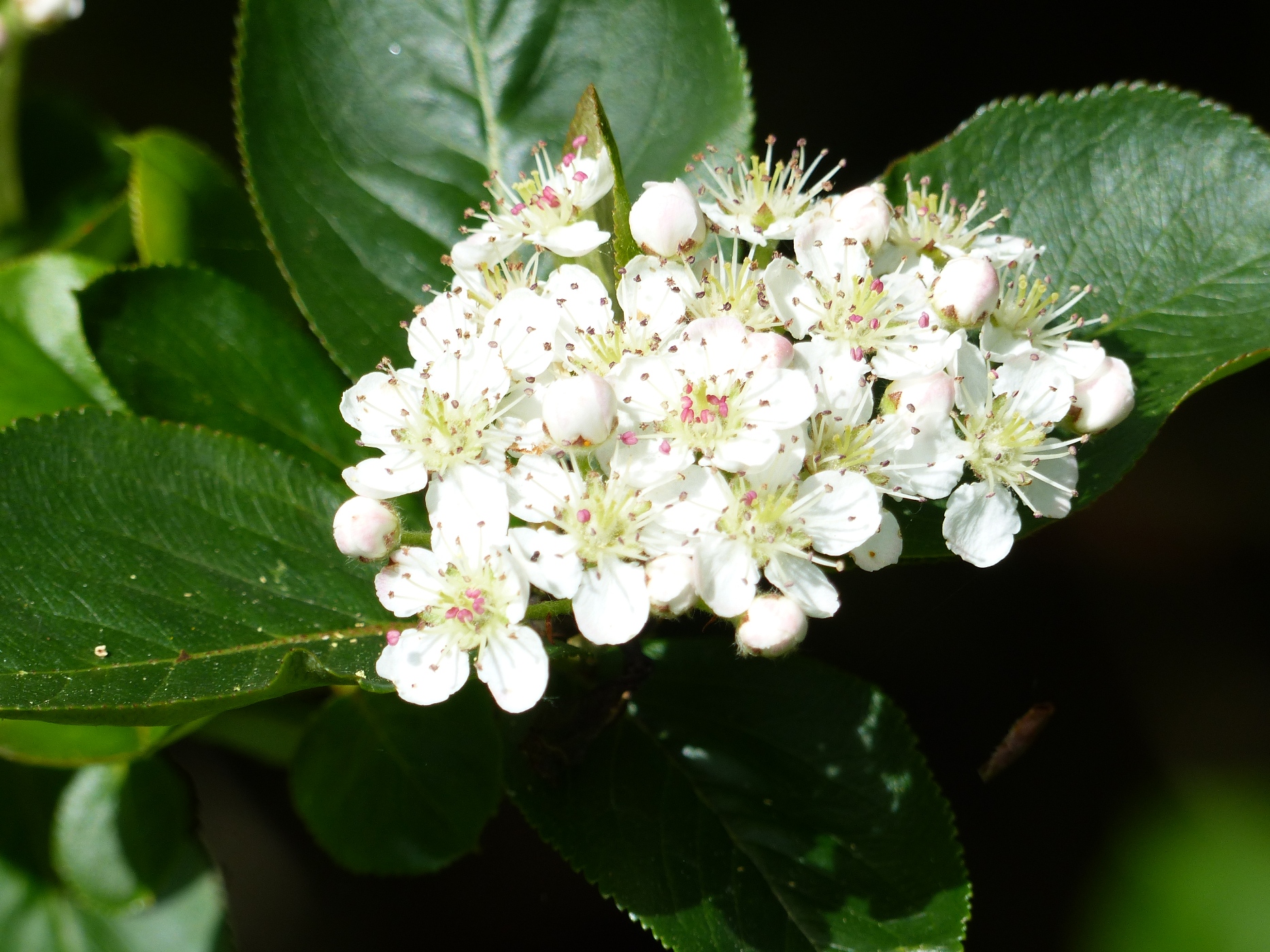 VIBURNUM DANS LE JARDIN D'UNE MAISON EN COLOMBAGES PRES DE CANY BARVILLE