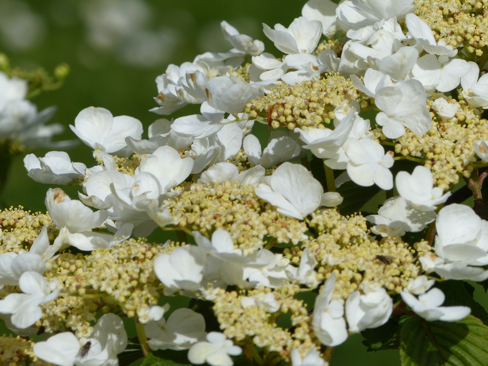 VIBURNUM LANARTH DANS LE PARC D'UN MANOIR A ACHETER  PROCHE DE VEULES LES ROSES
