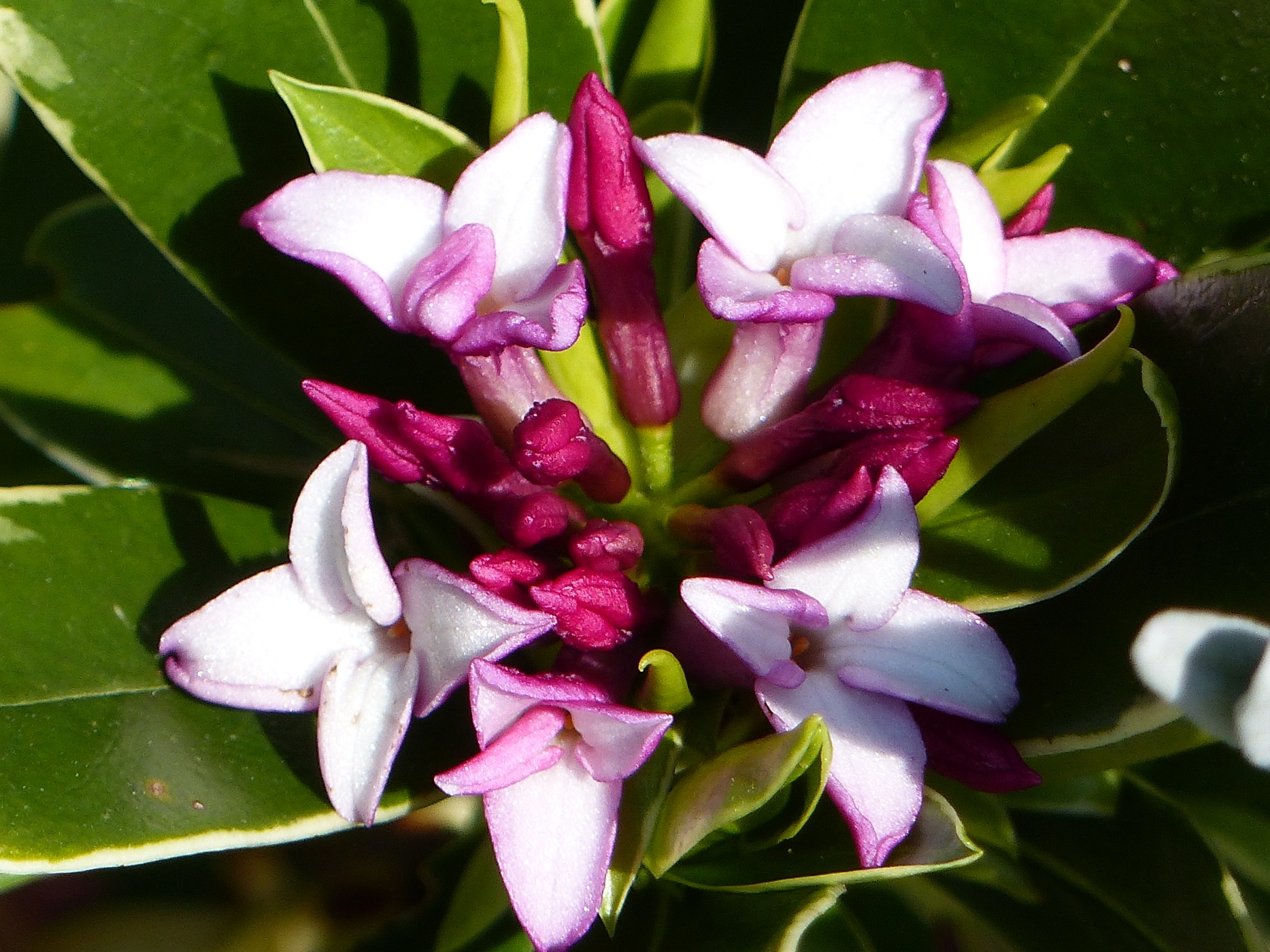 VIBURNUM DANS LE JARDIN CLOS D'UN PREBYTERE A VENDRE PROCHE DE FECAMP